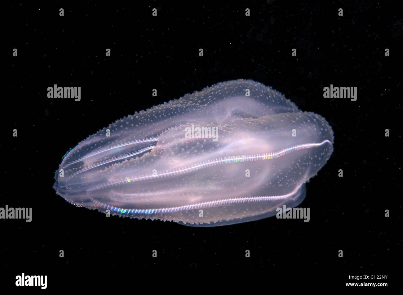 Sea Walnut, American comb jelly, Warty comb jelly or Leidy's comb jelly  (Mnemiopsis leidyi) Black Sea Stock Photo - Alamy