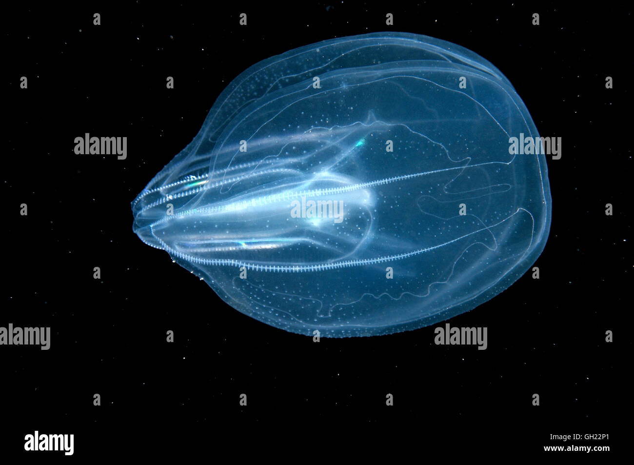 Leidys comb jelly hires stock photography and images Alamy