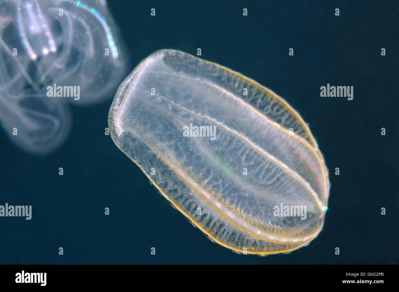Predatory brown comb jelly (Beroe ovata) hunting on warty comb jelly