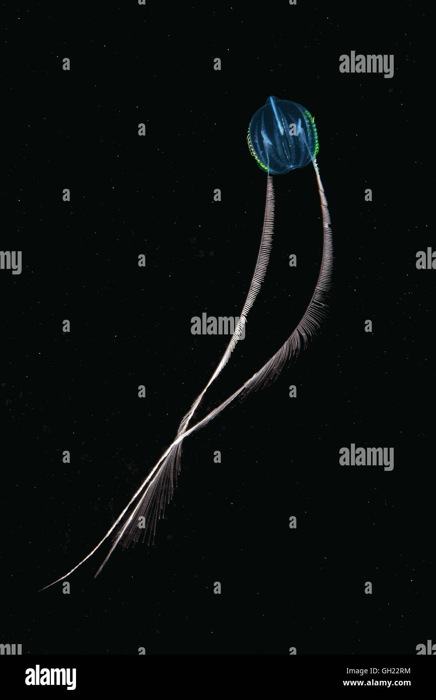 Gooseberry jellyfish jellyfish hires stock photography and images Alamy