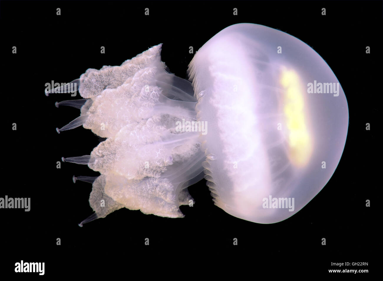 Barrel jellyfish, dustbin-lid jellyfish or frilly-mouthed jellyfish (Rhizostoma pulmo) Black Sea Stock Photo