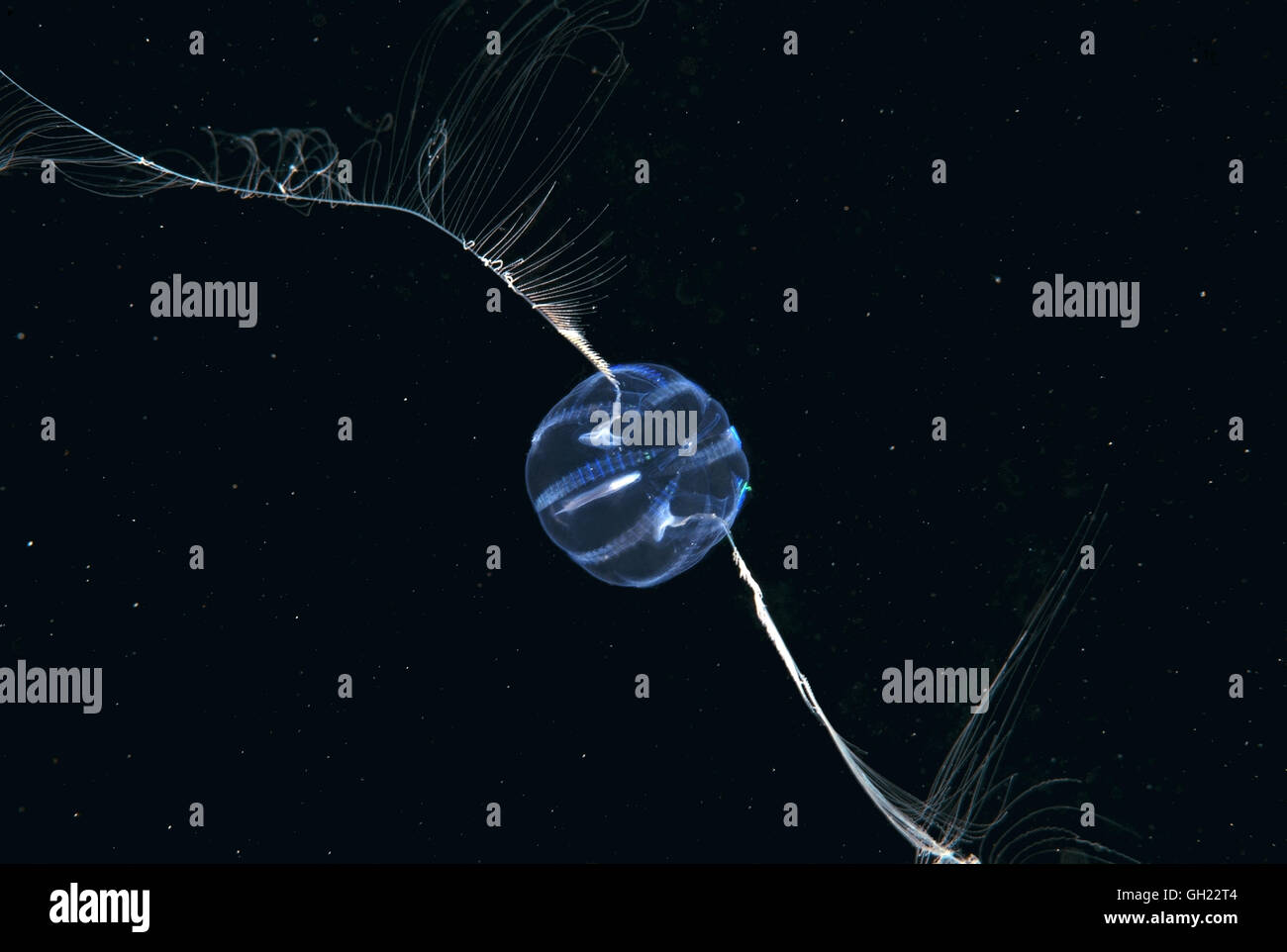 Gooseberry jellyfish jellyfish hires stock photography and images Alamy