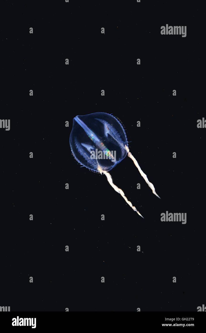 Gooseberry jellyfish jellyfish High Resolution Stock Photography and