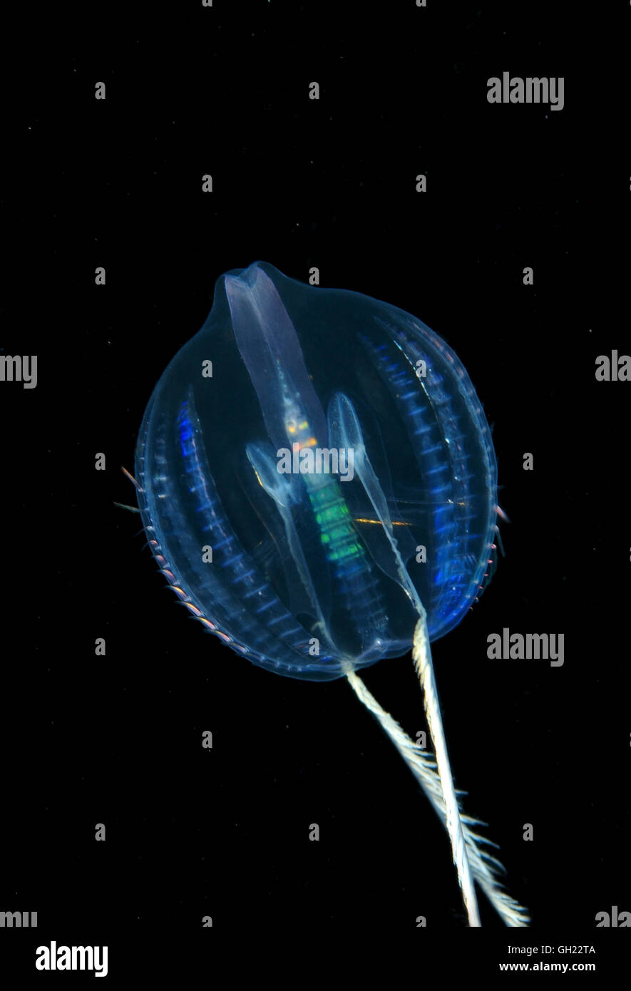 Gooseberry jellyfish jellyfish High Resolution Stock Photography and