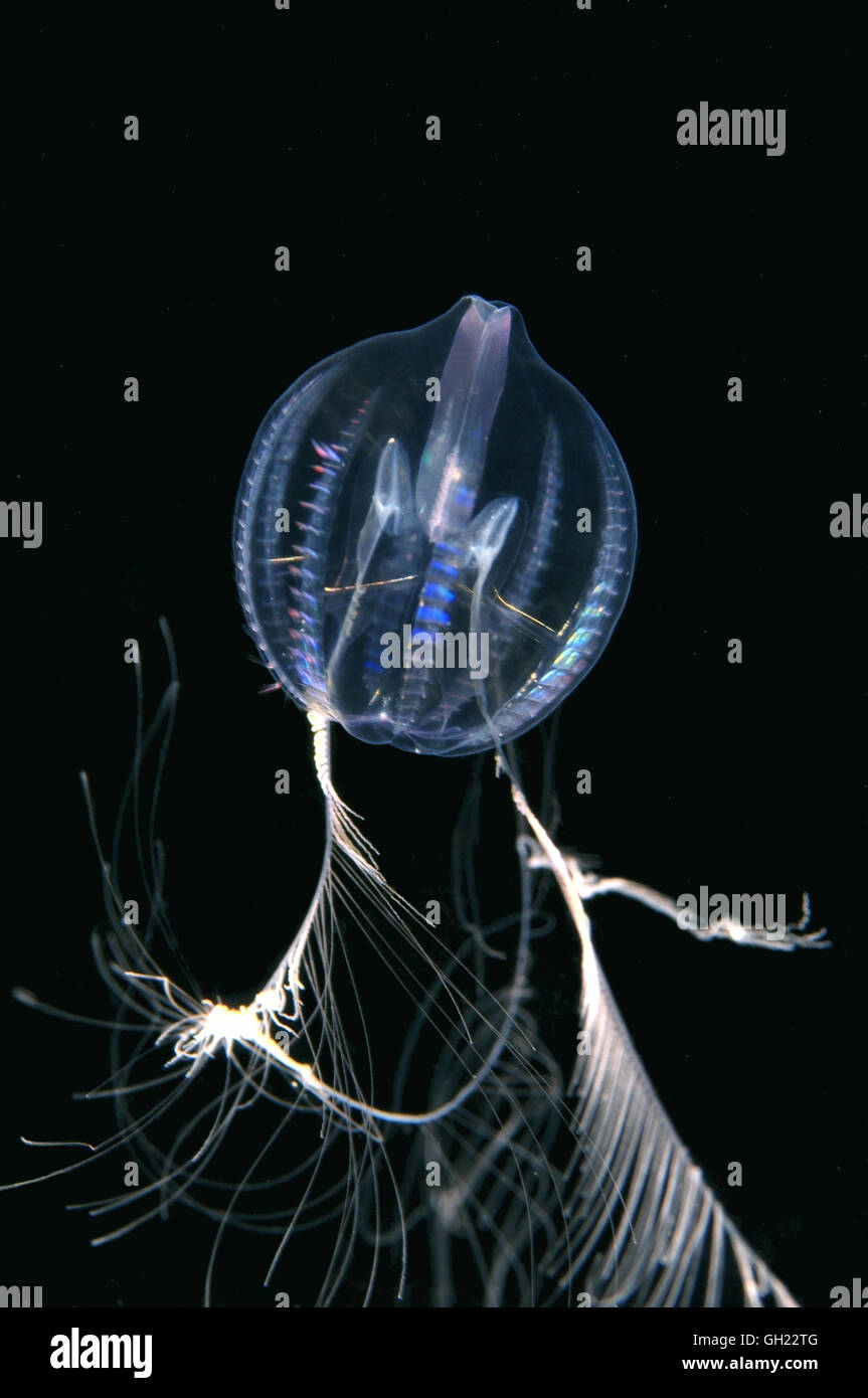 Comb jelly Sea gooseberry or Sea grape (Pleurobrachia pileus) Black sea