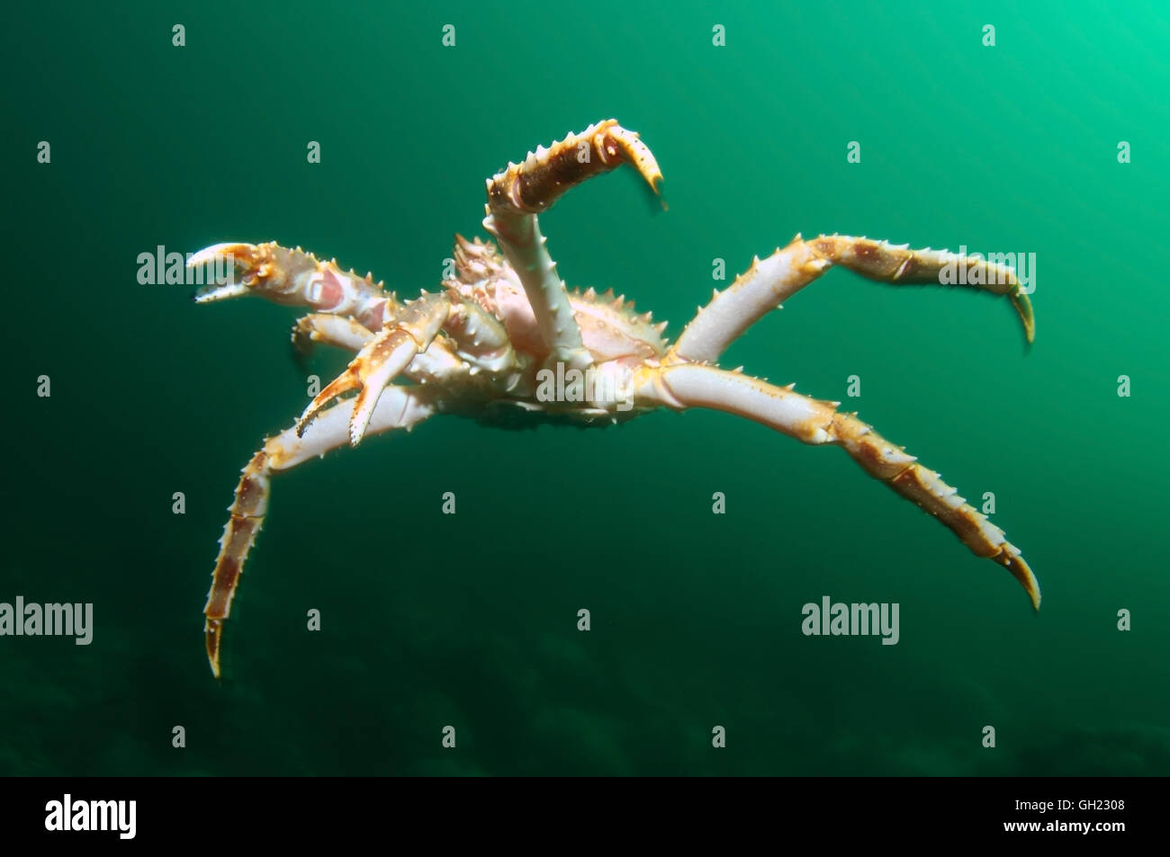 Alaskan King Crab High Resolution Stock Photography and Images Alamy
