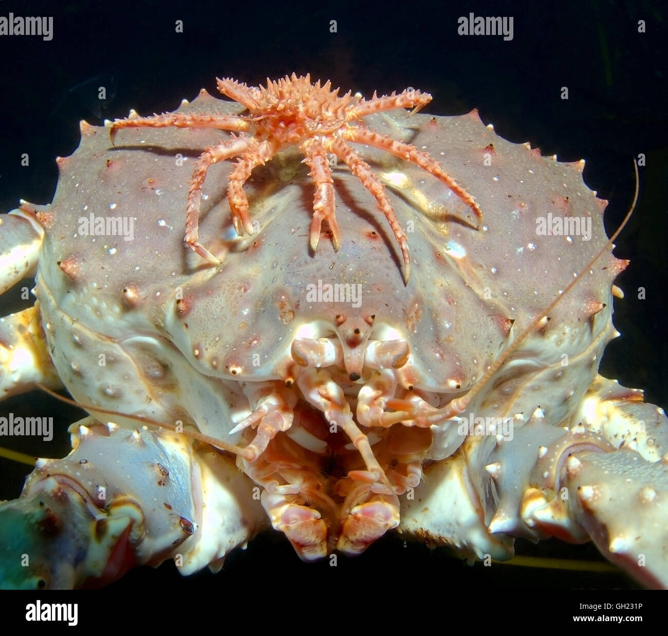 Baby Red king crab sits on top of the adult Red king crab, Kamchatka
