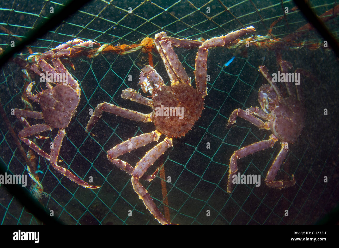 Red king crab, Kamchatka crab or Alaskan king crab (Paralithodes camtschaticus), krabs caught in the trap, Barents Sea, Russia Stock Photo
