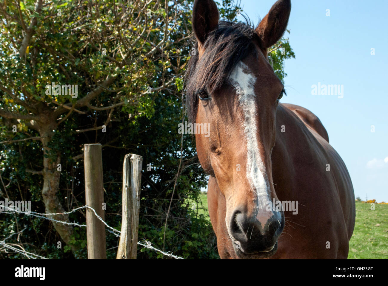 Beautiful brown horse white stripe hires stock photography and images Alamy