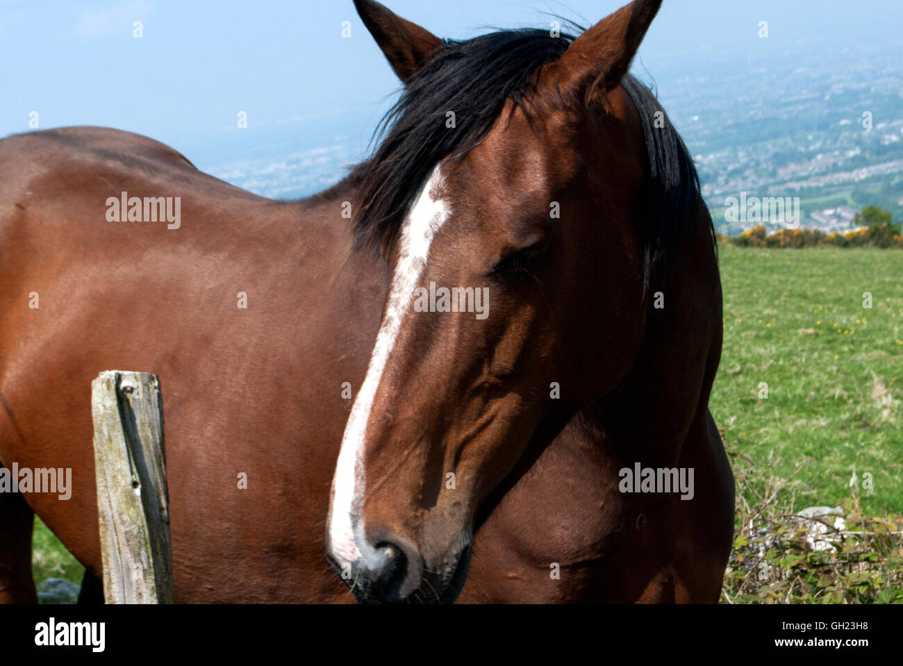A chestnut horse with a white stripe on the face Stock Photo