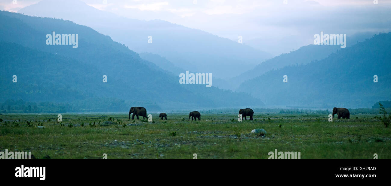 indian elephant family crossing mechi river,india Stock Photo
