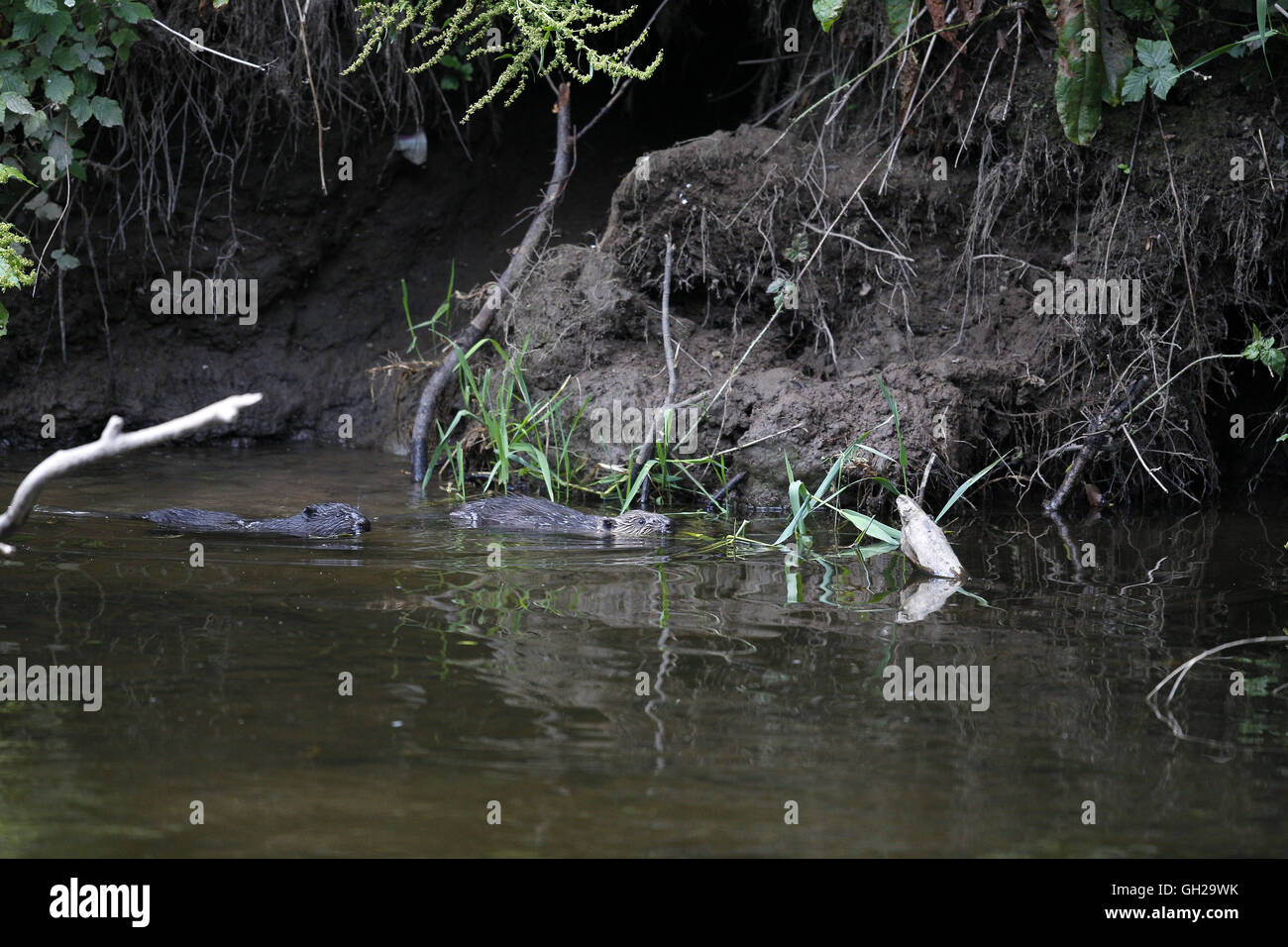 Eurasian Beaver, Caster fiber, two in River Tay system Stock Photo