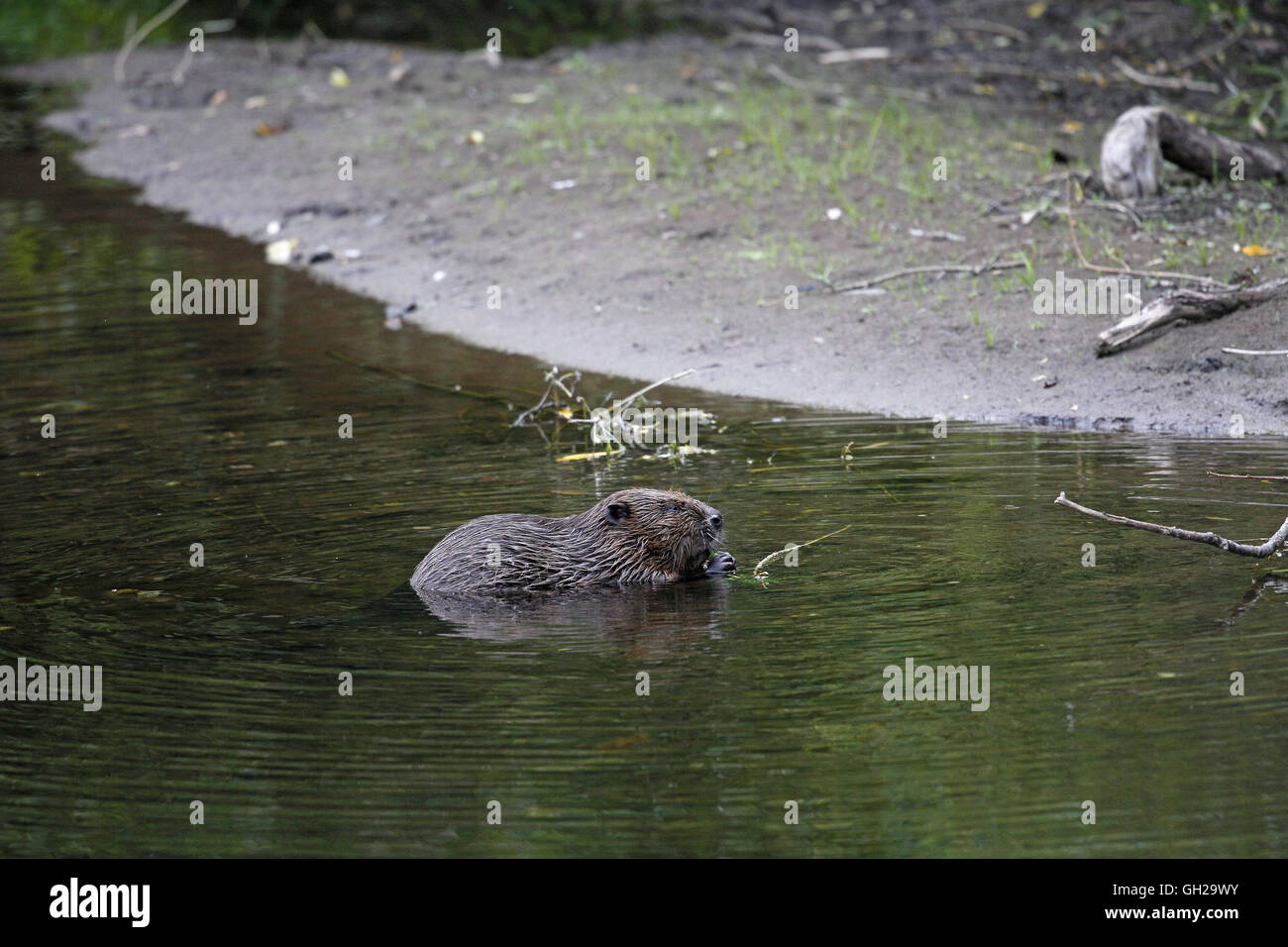 Eurasian Beaver, Caster fiber, in River Tay system, adult eating Stock Photo
