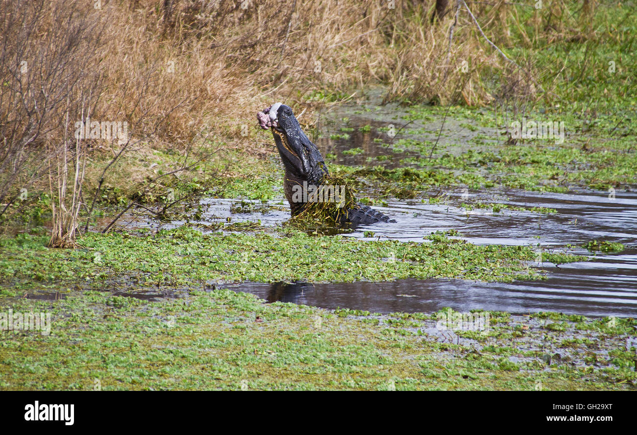 American Alligator eating a fresh kill along the shoreline of a swamp in Gainesville Florida Stock Photo