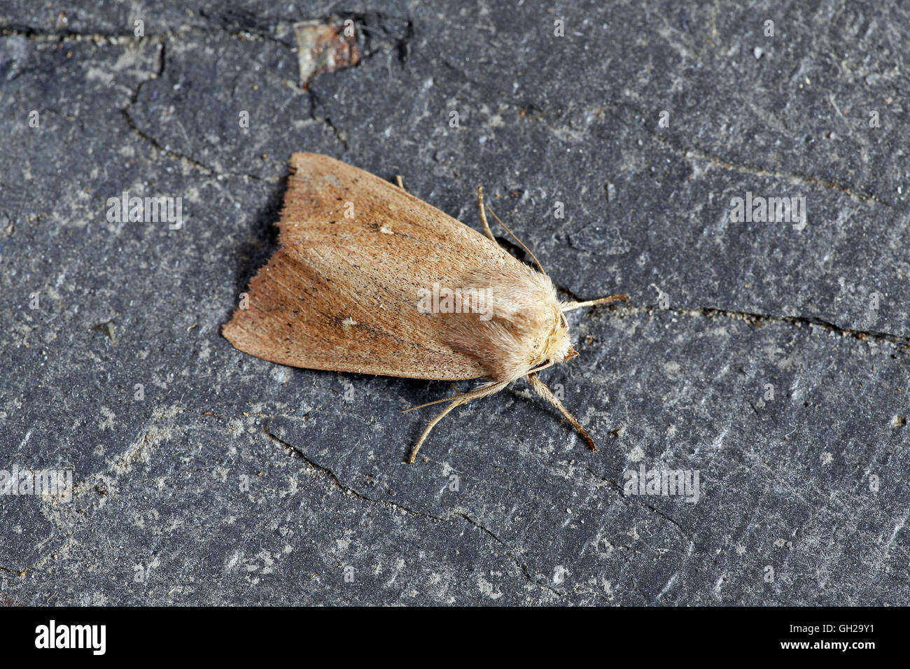 Clay, Mythimna ferrago Stock Photo