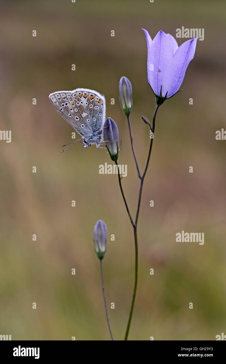 Common Blue Butterfly, Polyommatus icarus, adult male perched on Harebell, Campanula rotundifolia Stock Photo