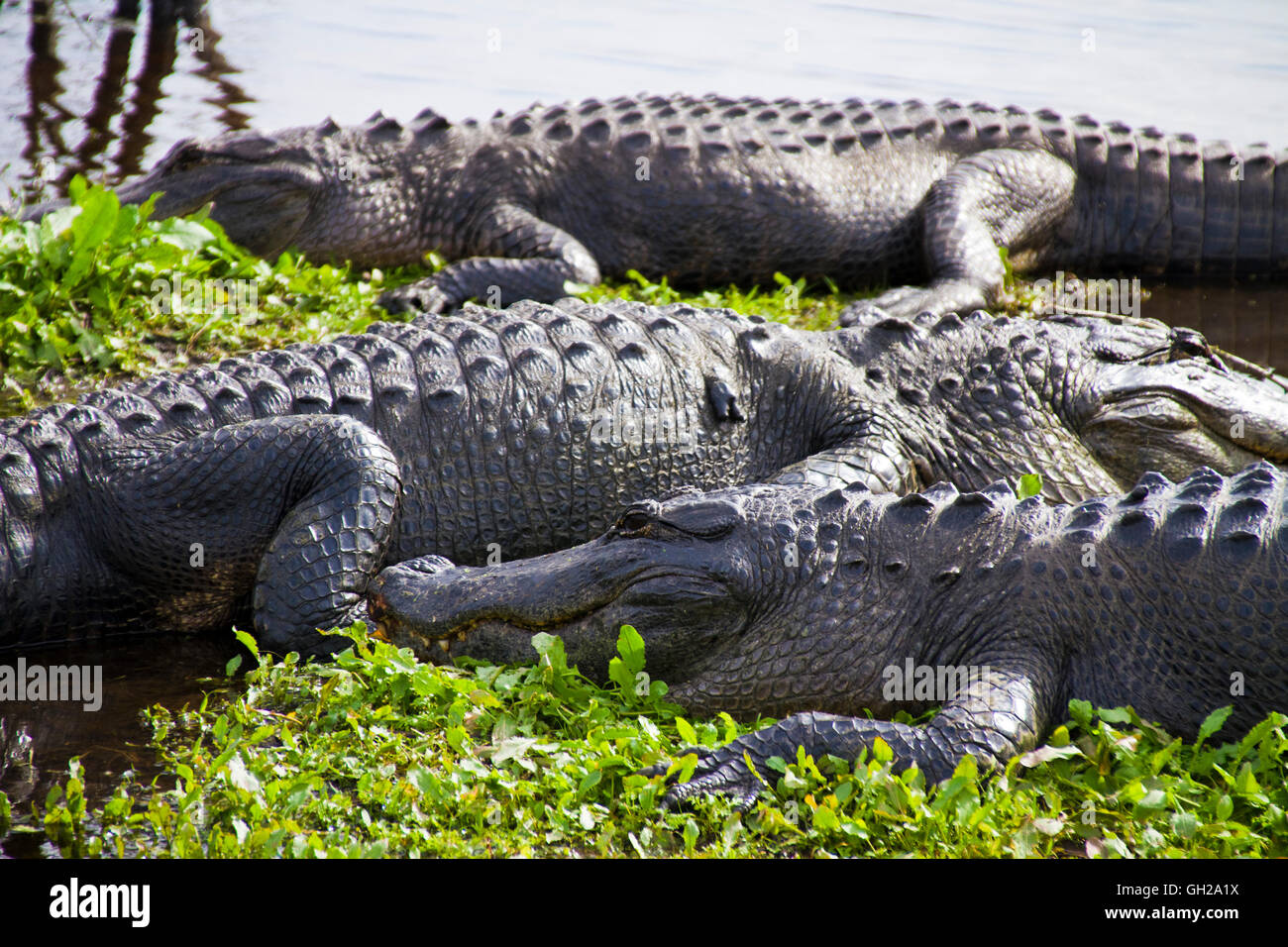 American Alligators sitting along the shoreline of a swamp in Gainesville Florida Stock Photo