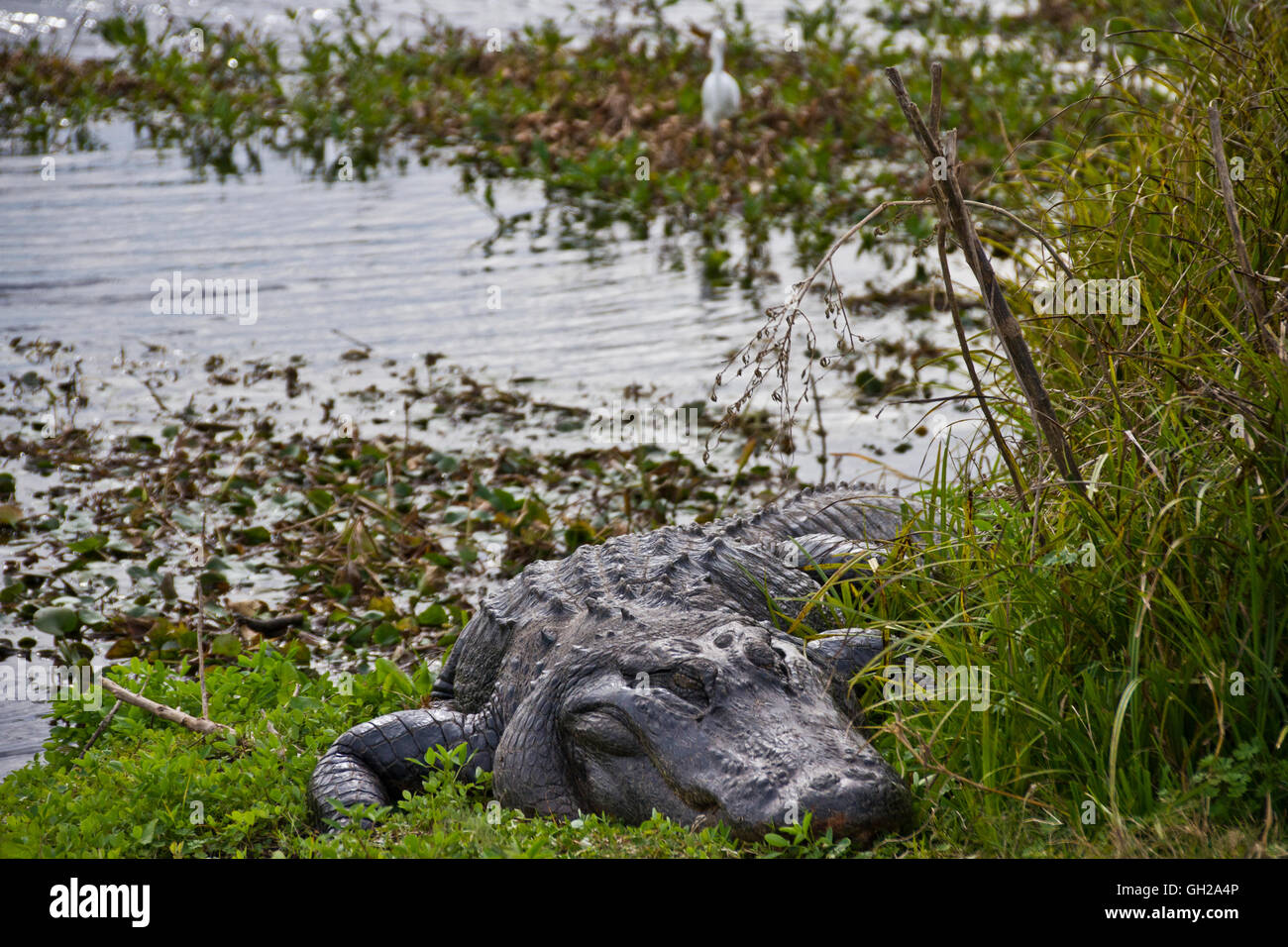 American Alligator sitting along the shoreline of a swamp in Gainesville Florida Stock Photo