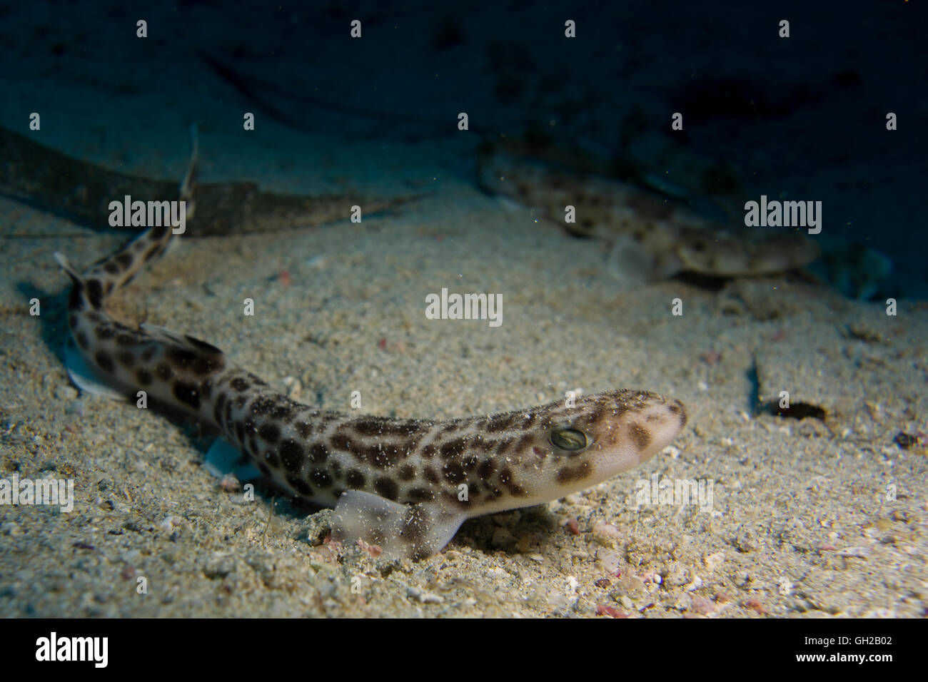 Smaller-spotted catshark, Scyliorhinus canicula, from the Mediterranean Sea. This picture was taken in Malta. Stock Photo