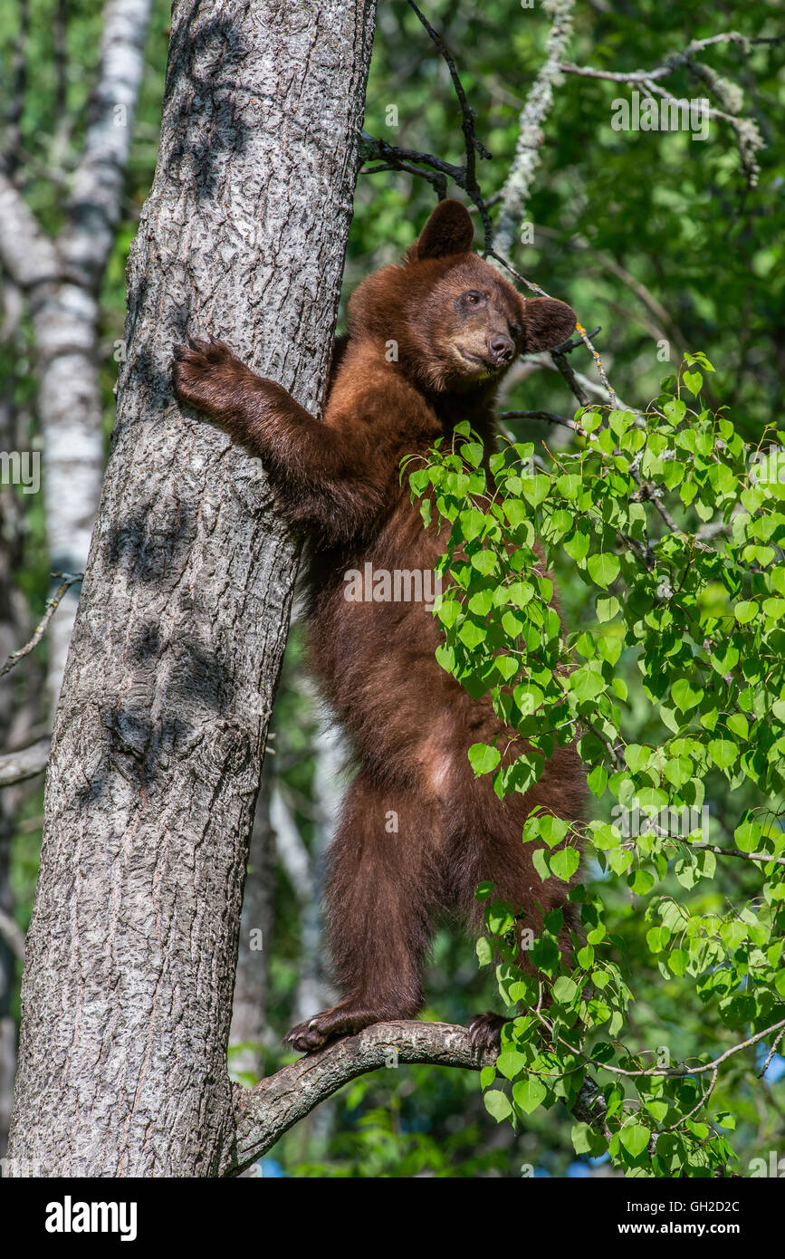 Black bear yearling, cinnamon phase, Urus americanus climbing tree
