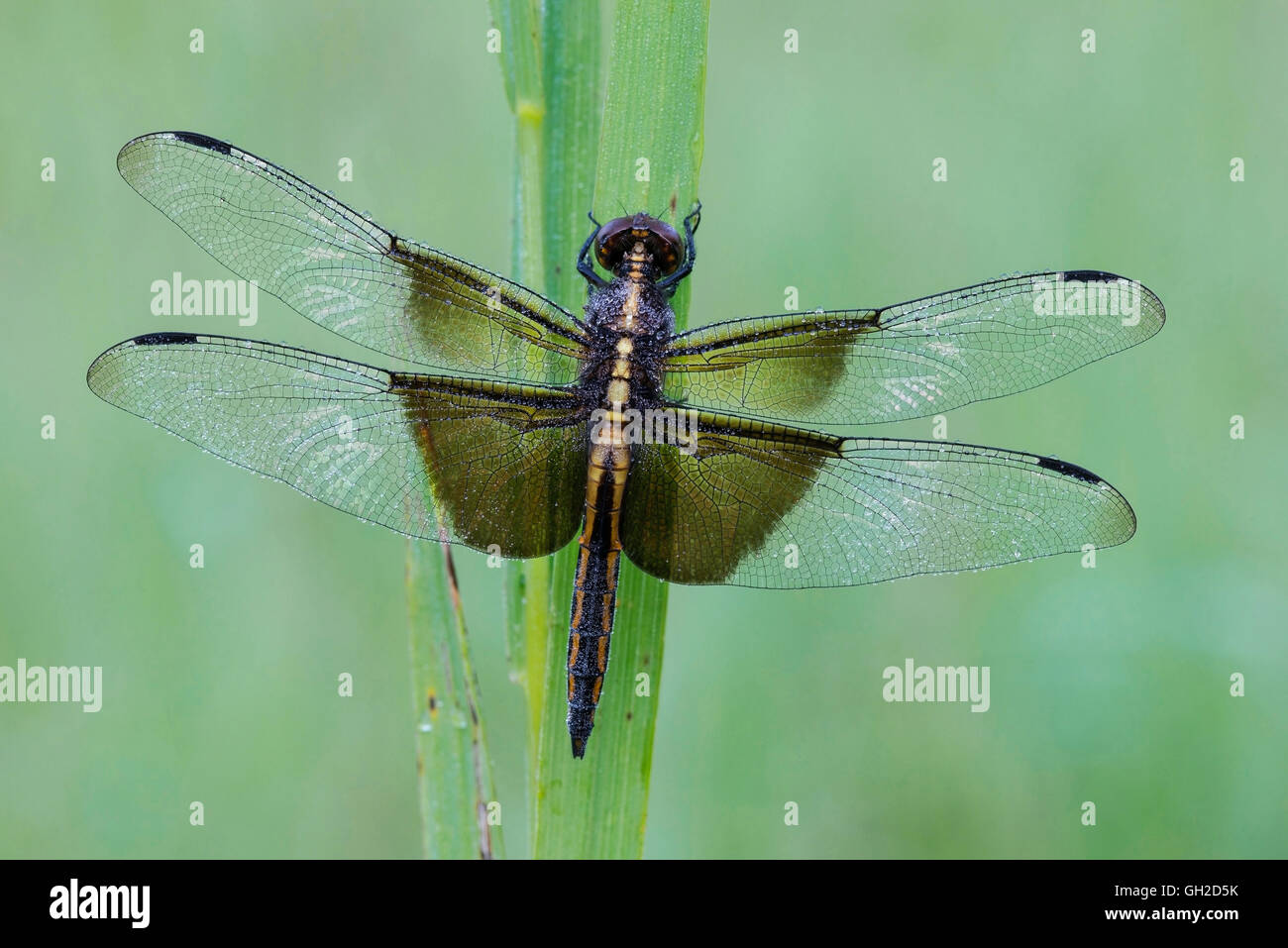 Widow Skimmer dragonfly (Libellula luctuosa), female resting on grass, Eastern USA, by Skip Moody/Dembinsky Photo Assoc Stock Photo