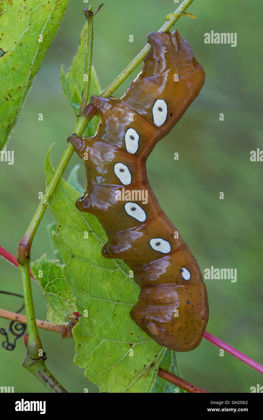 Pandorus Sphinx Moth larva (Eumorpha pandorus) feeding on Wild Grape leaves (Vitis species), Eastern USA Stock Photo
