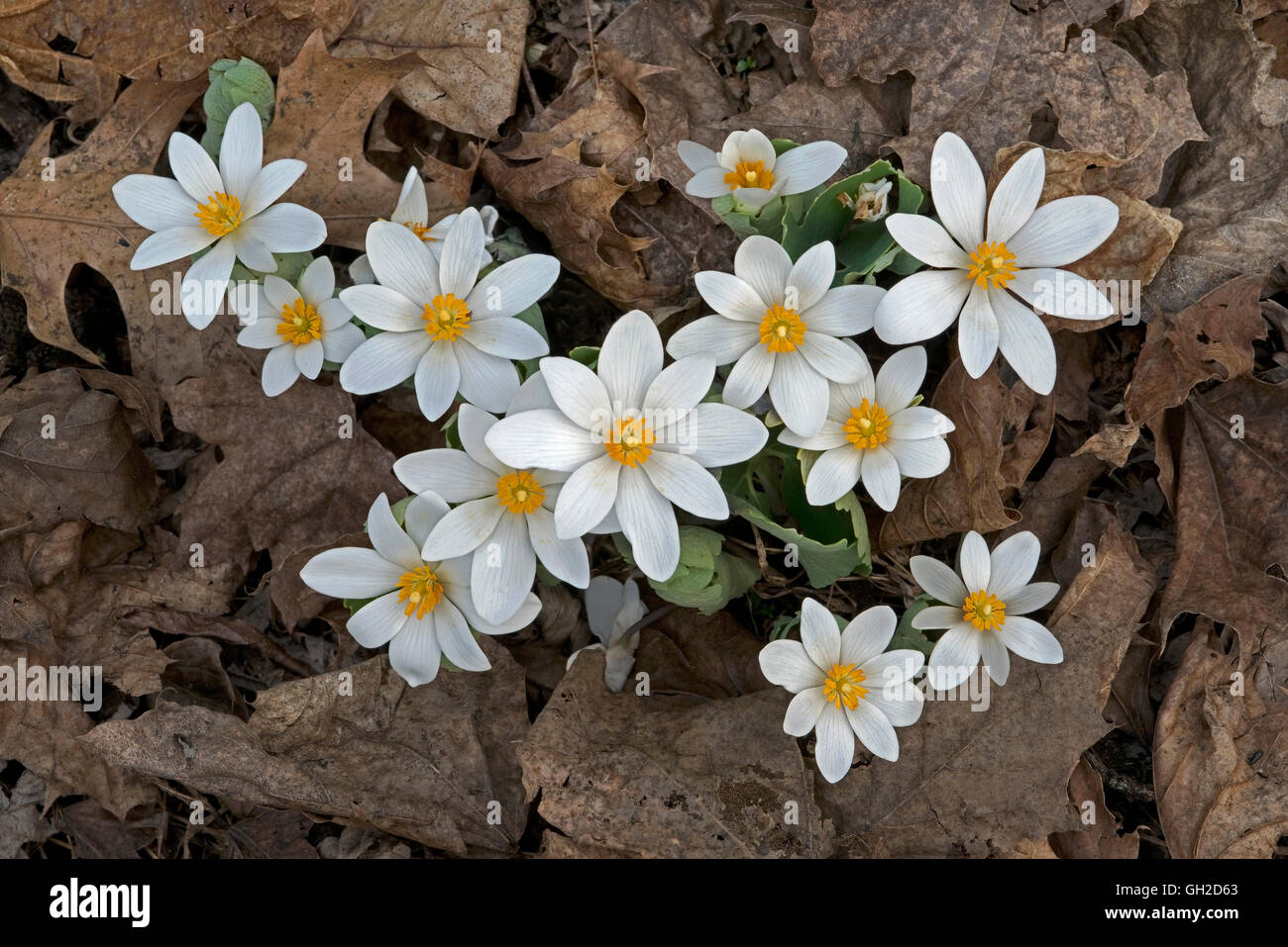 Bloodroot Sanguinaria canadensis blossoms Spring Hardwoods Eastern USA, by Skip Moody/Dembinsky Photo Assoc Stock Photo