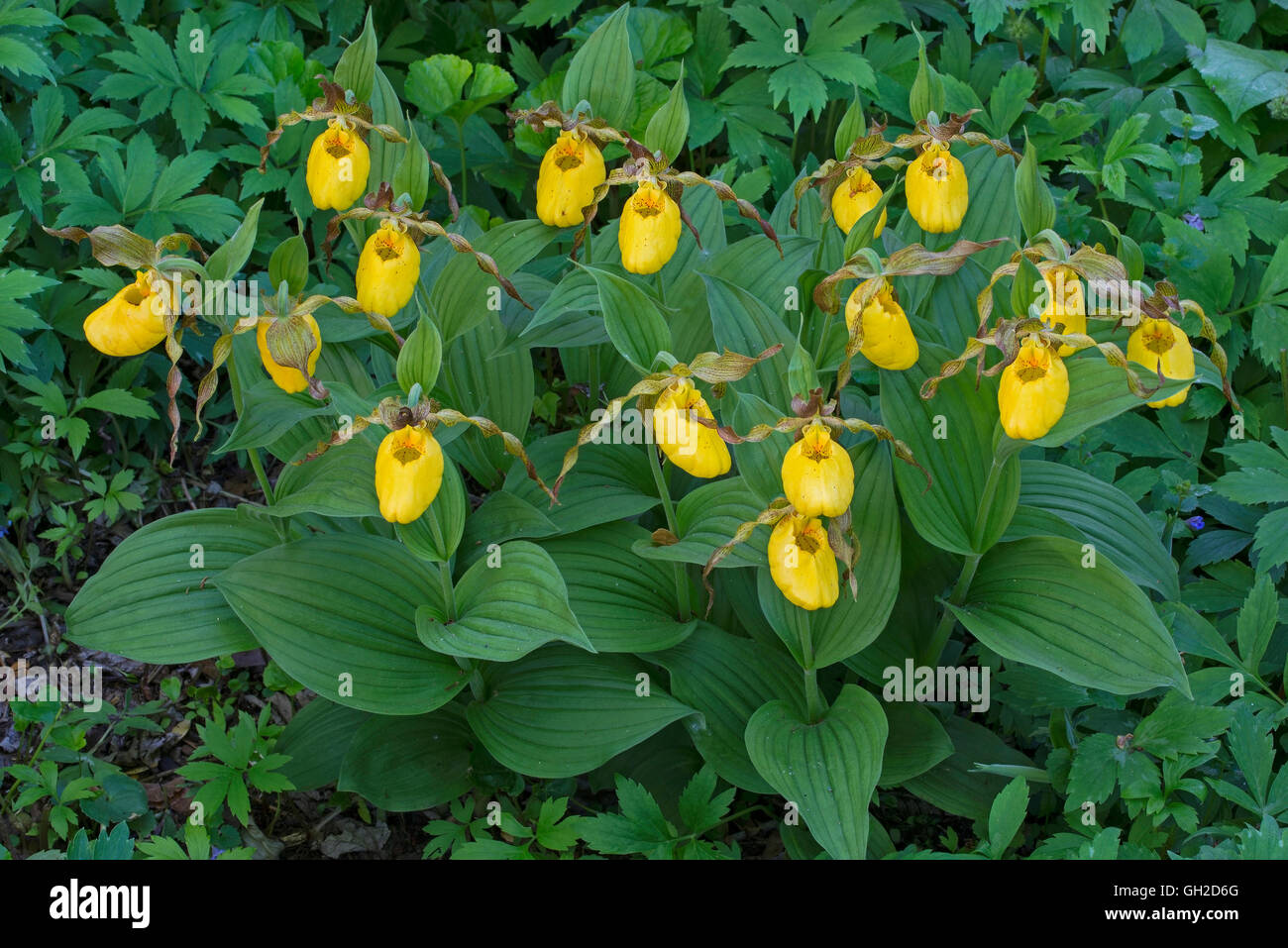 Large Yellow Lady Slipper Orchids (Cypripedium calceolus var. pubescens) Michigan USA Stock Photo
