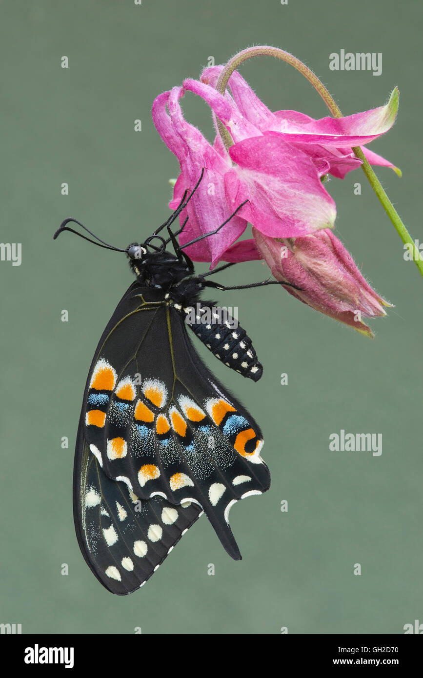 E Black Swallowtail Butterfly (Papilio polyxenes) nectaring garden variety of Columbine, Eastern North America Stock Photo