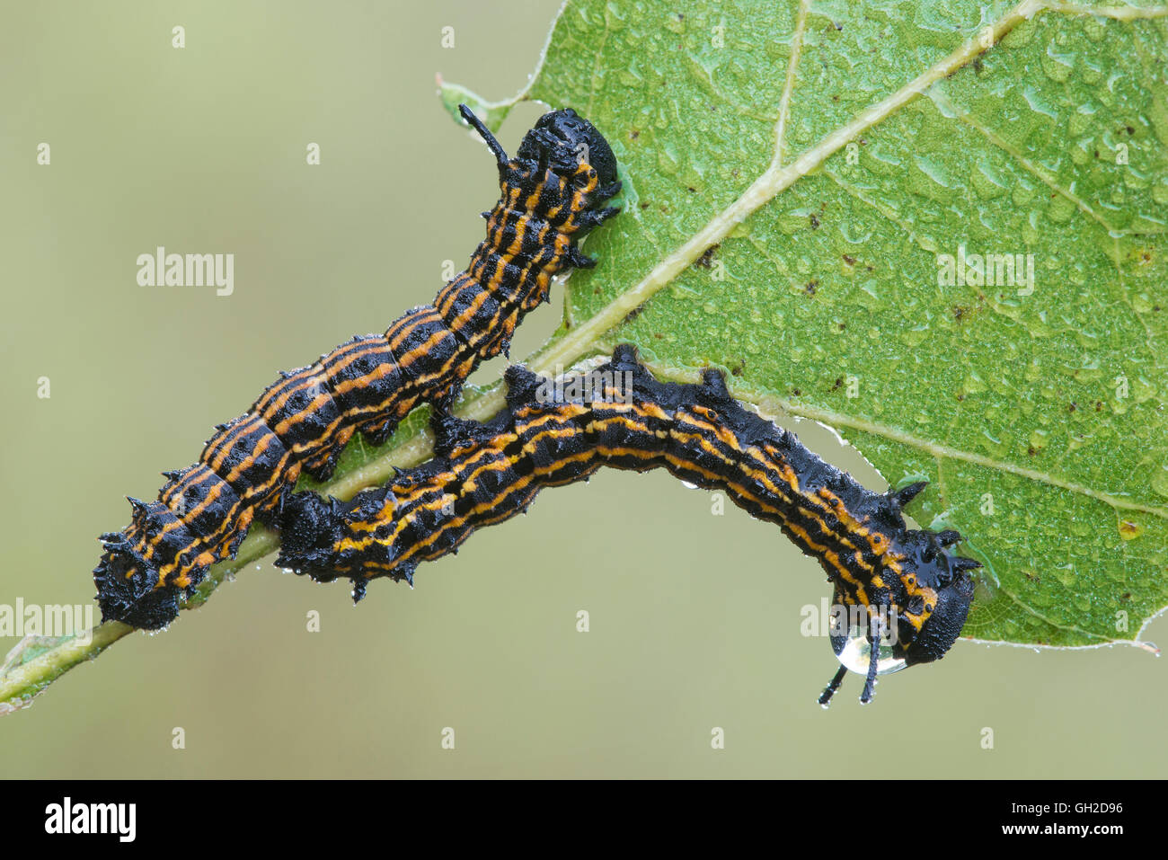 OrangeStriped Oak Worms (Anisota senatoria) feeding on Oak leaf Stock