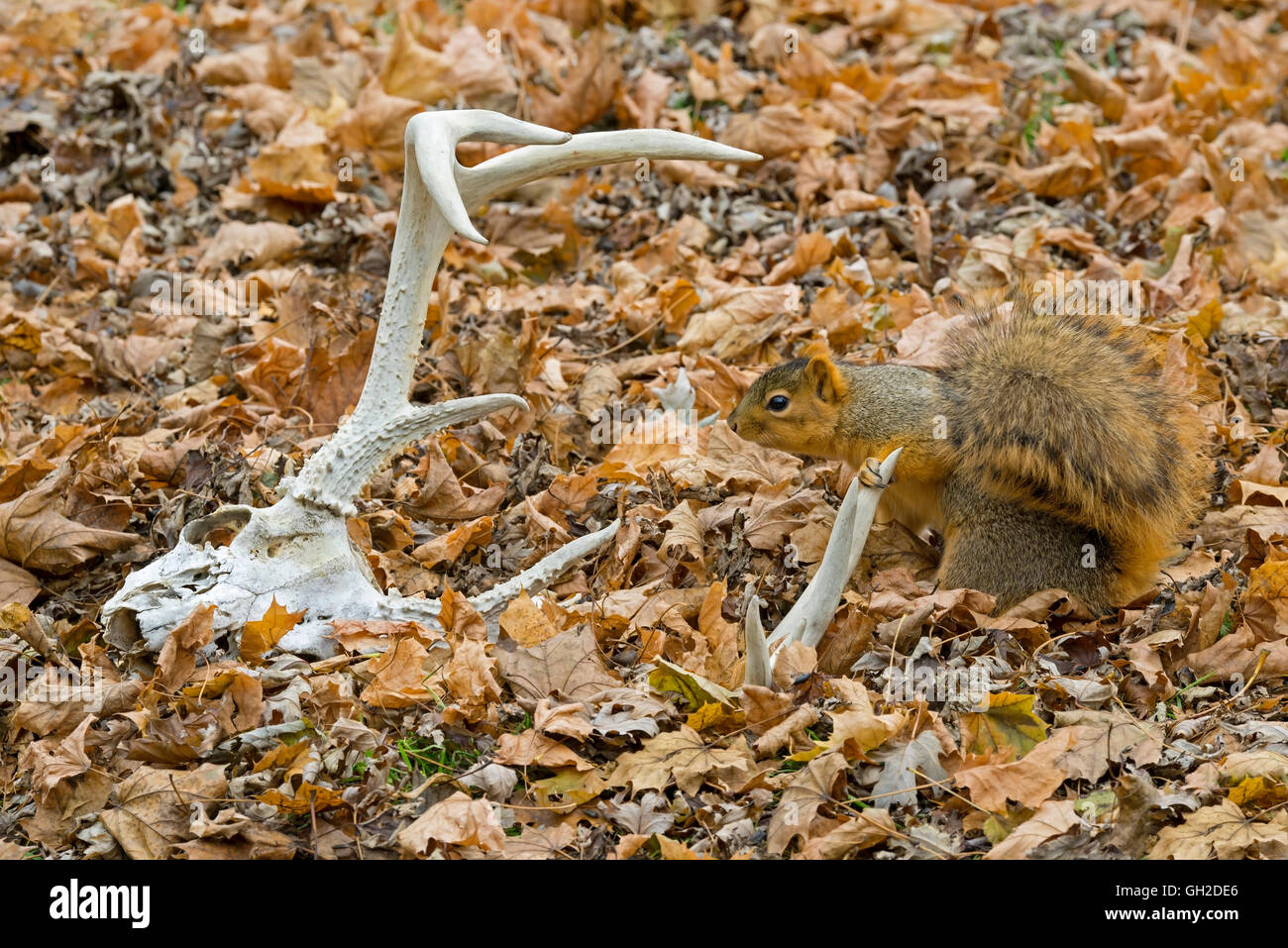 Eastern Fox Squirrel (Sciurus niger) on forest floor, and White-tailed Deer antlers, Autumn, E NA, by Skip Moody/Dembinsky Photo Assoc Stock Photo