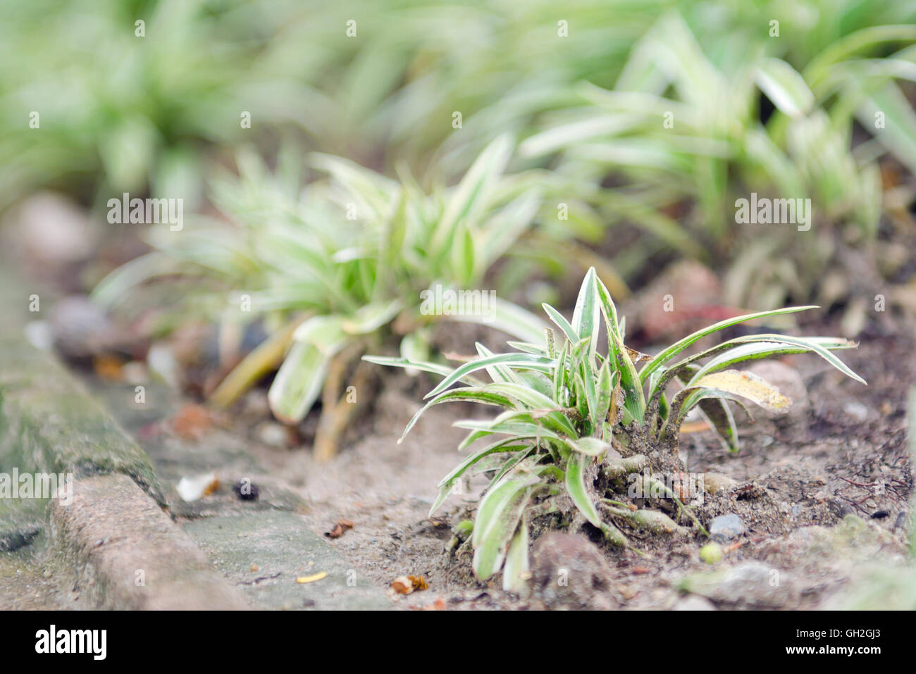 Chlorophytum in white flowerpot on wooden background (Ornamental plant, Variegatum, comosum, Spider Plant) Stock Photo