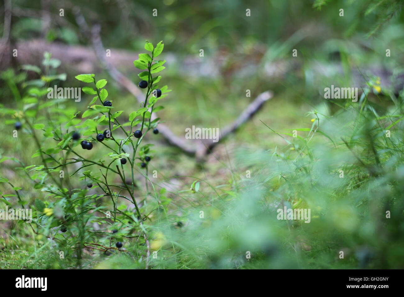 Beautiful summer forest with ripe blueberry plants Stock Photo - Alamy