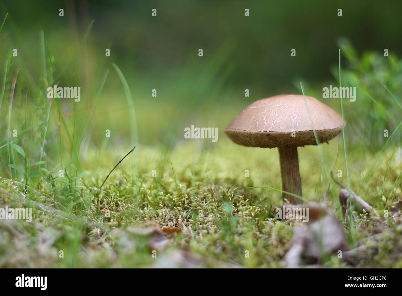 Brown cap boletus on grass in forest Stock Photo Alamy