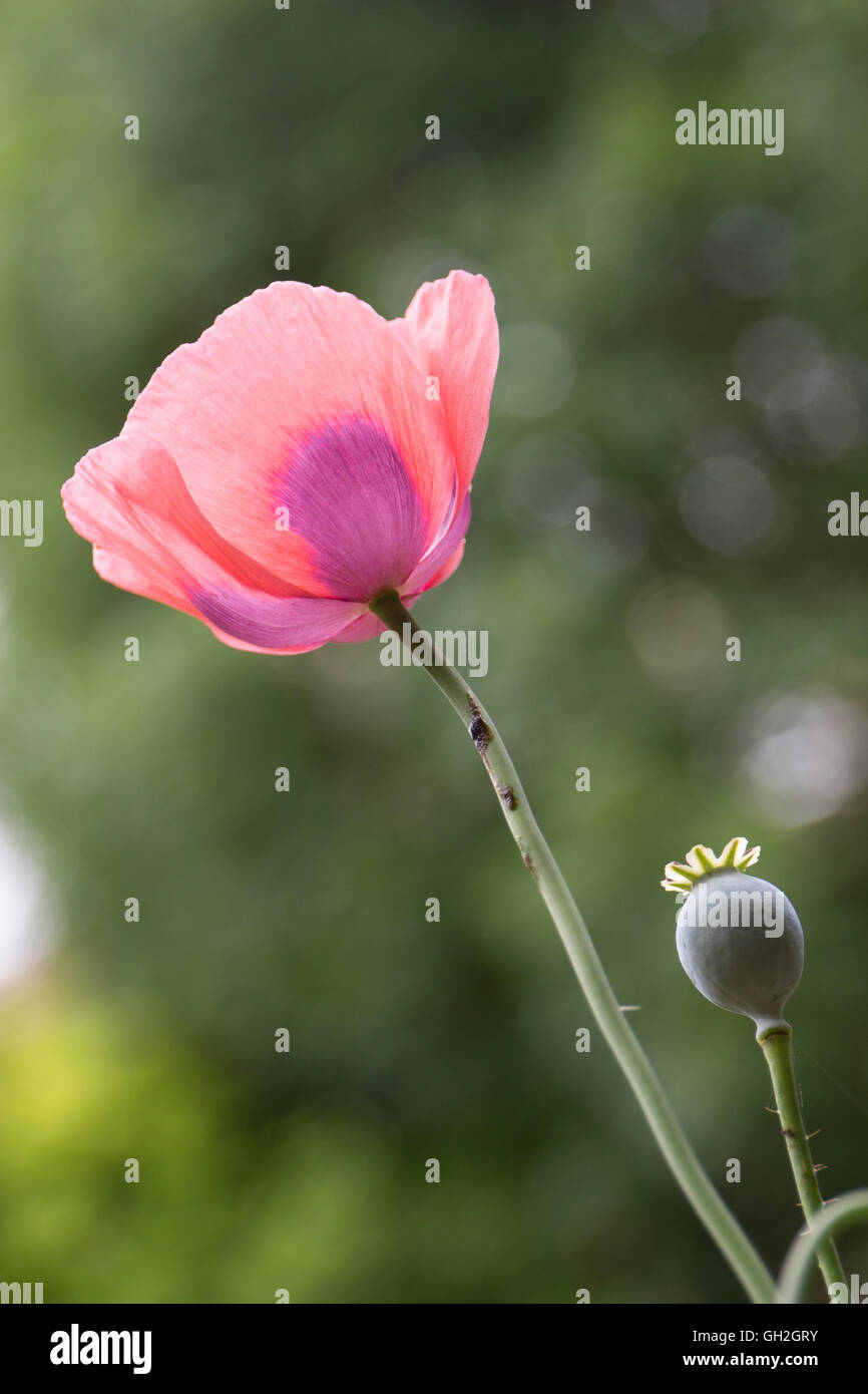 Pink poppy & poppy seed bud in british summer Stock Photo Alamy