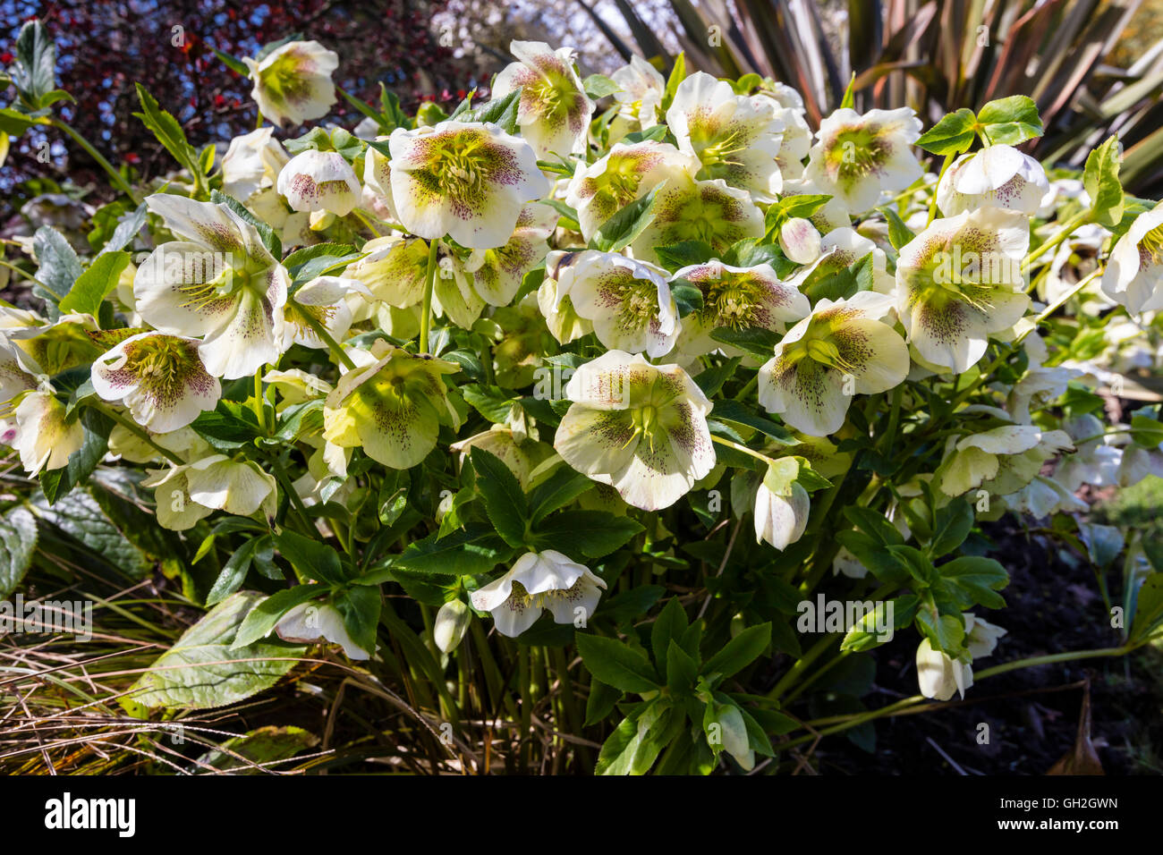 Evergreen flowering plan hires stock photography and images Alamy