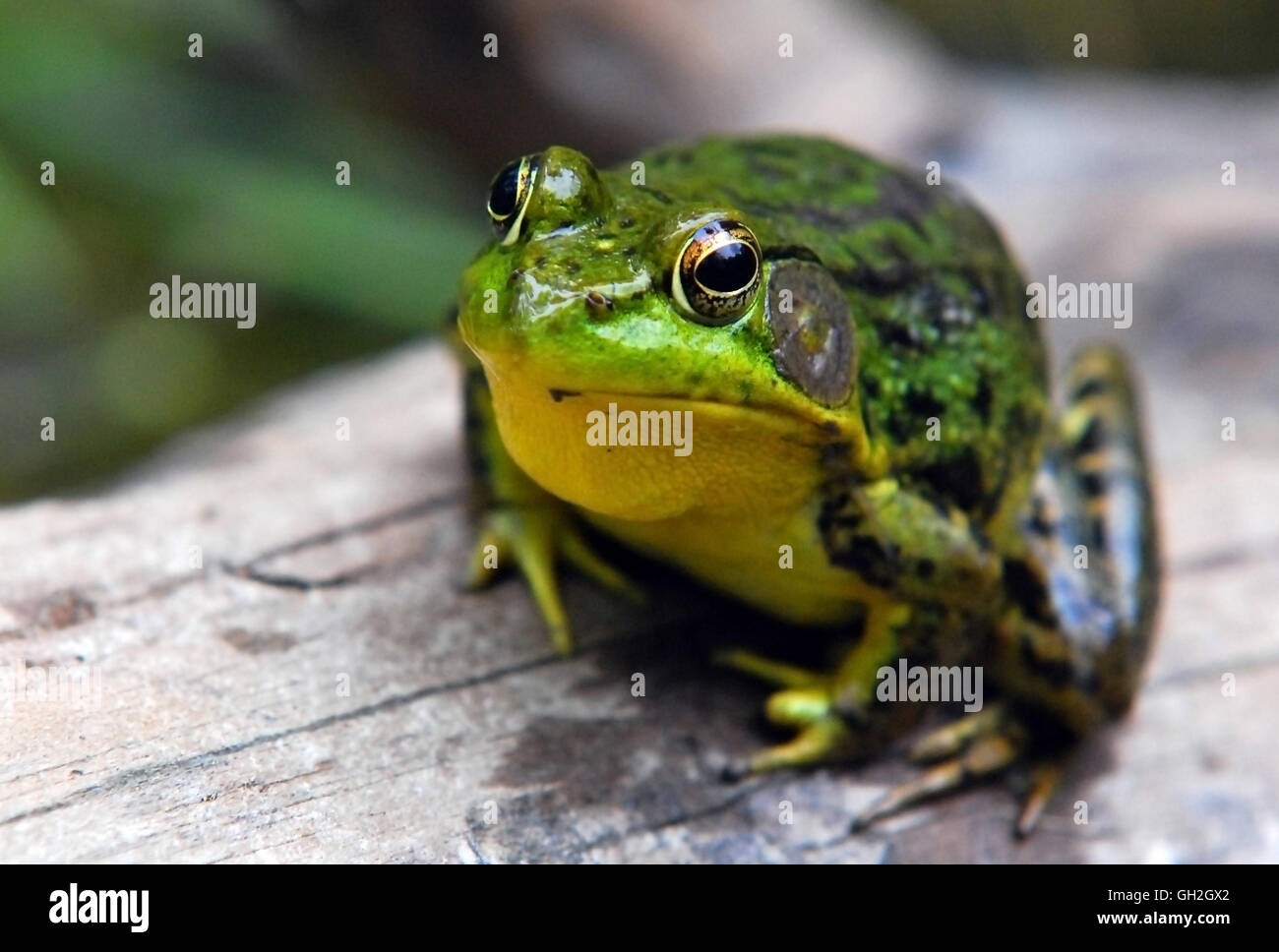 Frog isolated on log Stock Photo