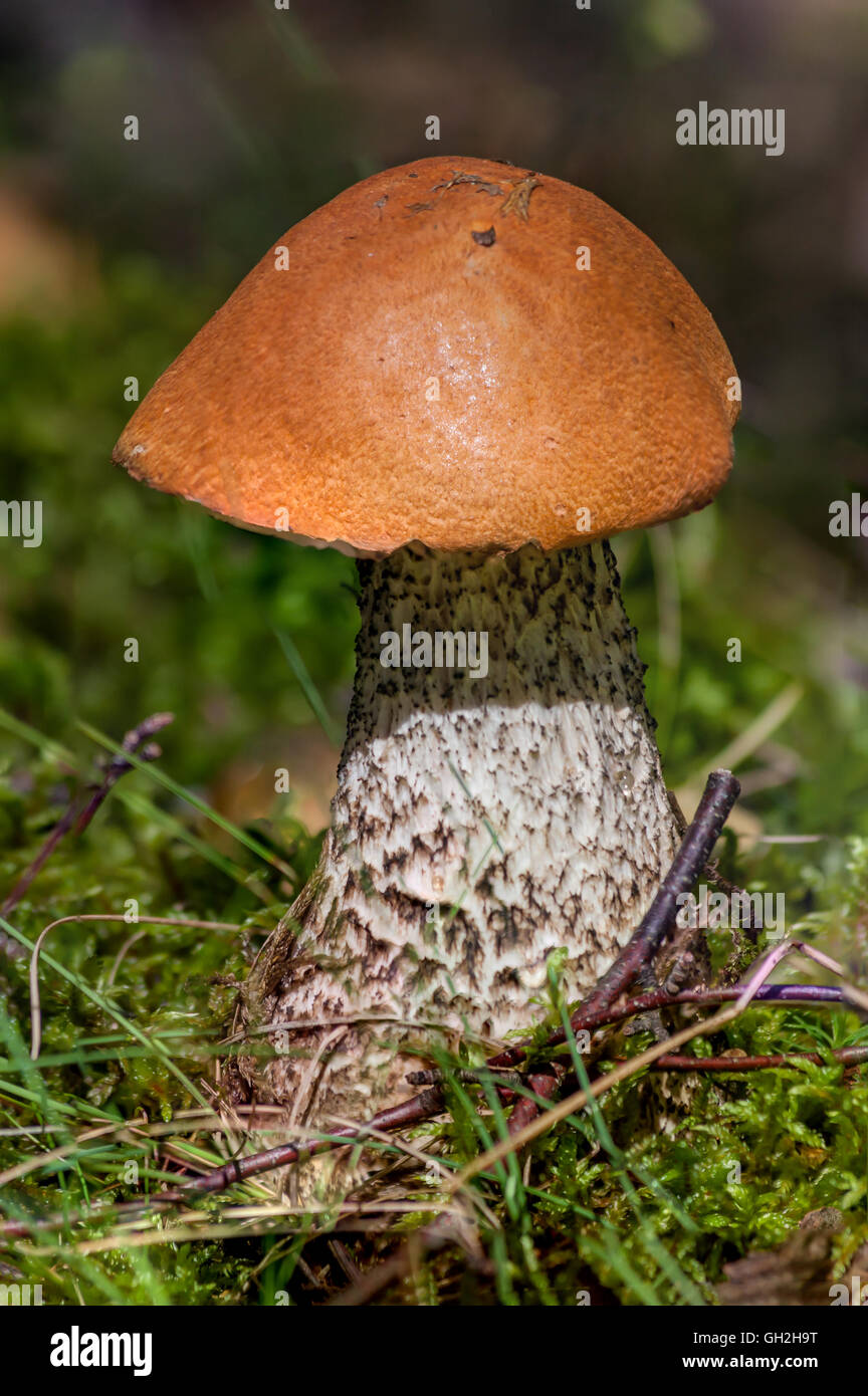 Leccinum Mushroom in the wild in the forest Stock Photo