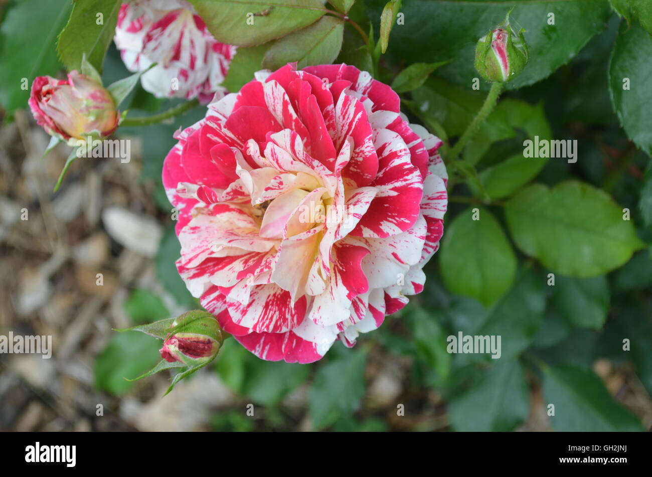 Candy cane roses, white and hot pink Stock Photo