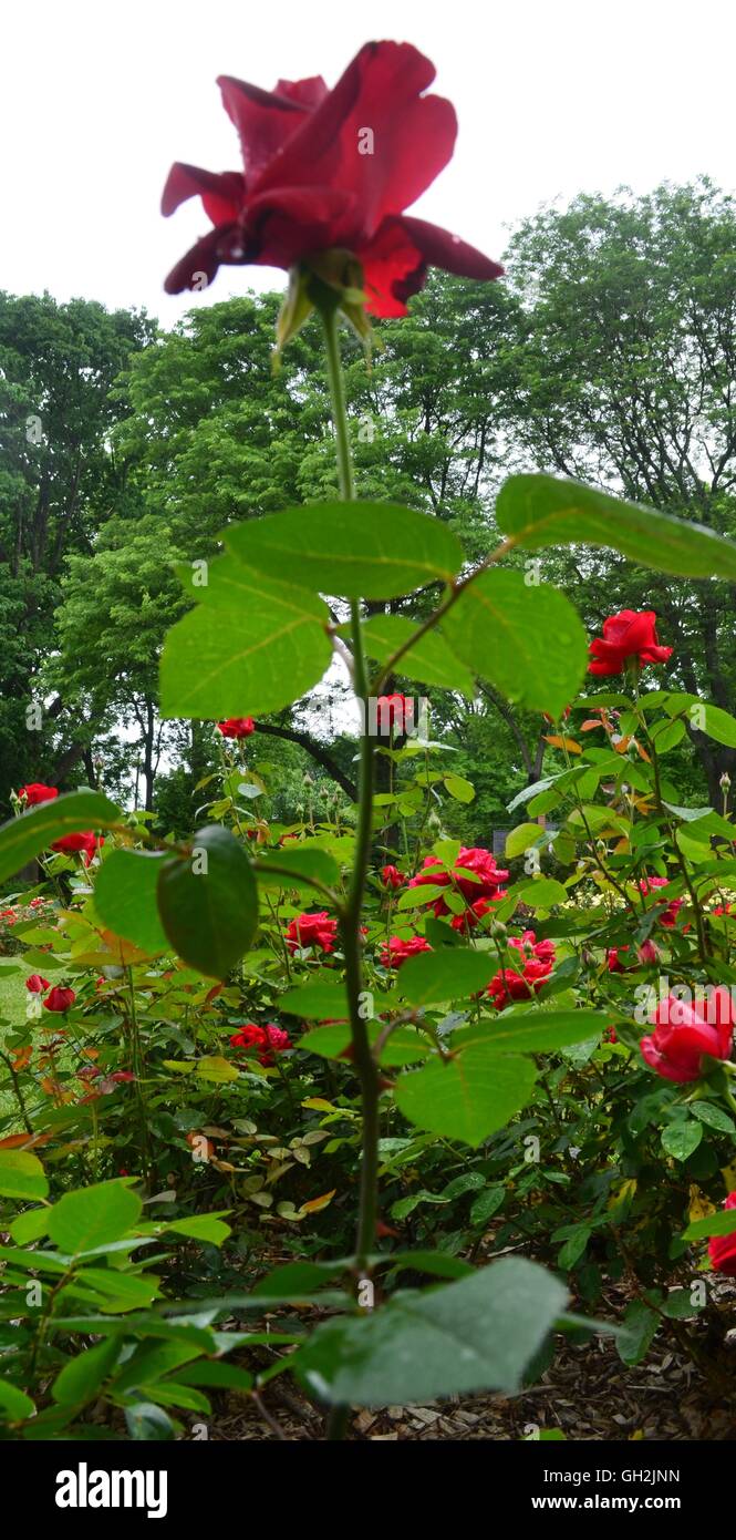 Single velvet red rose Stock Photo - Alamy