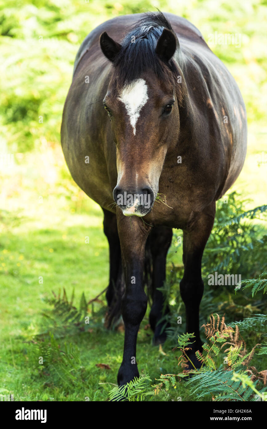 wild horse pony grazing on moorland in Dartmoor, UK Stock Photo