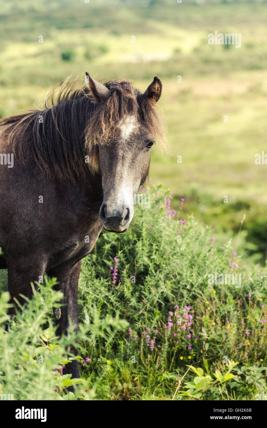 wild horse pony grazing on moorland in Dartmoor, UK Stock Photo