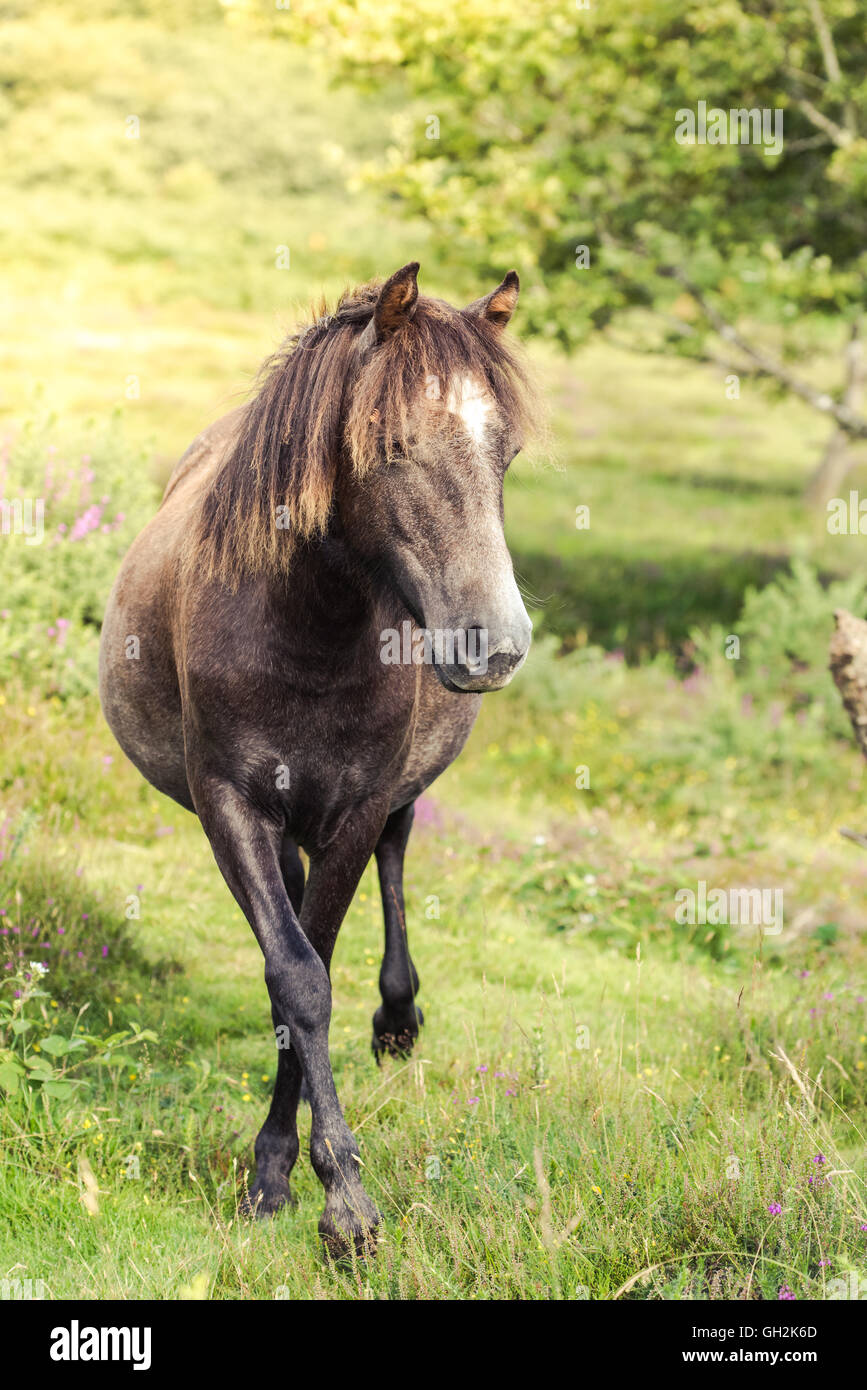 wild horse pony grazing on moorland in Dartmoor, UK, tonned image Stock Photo