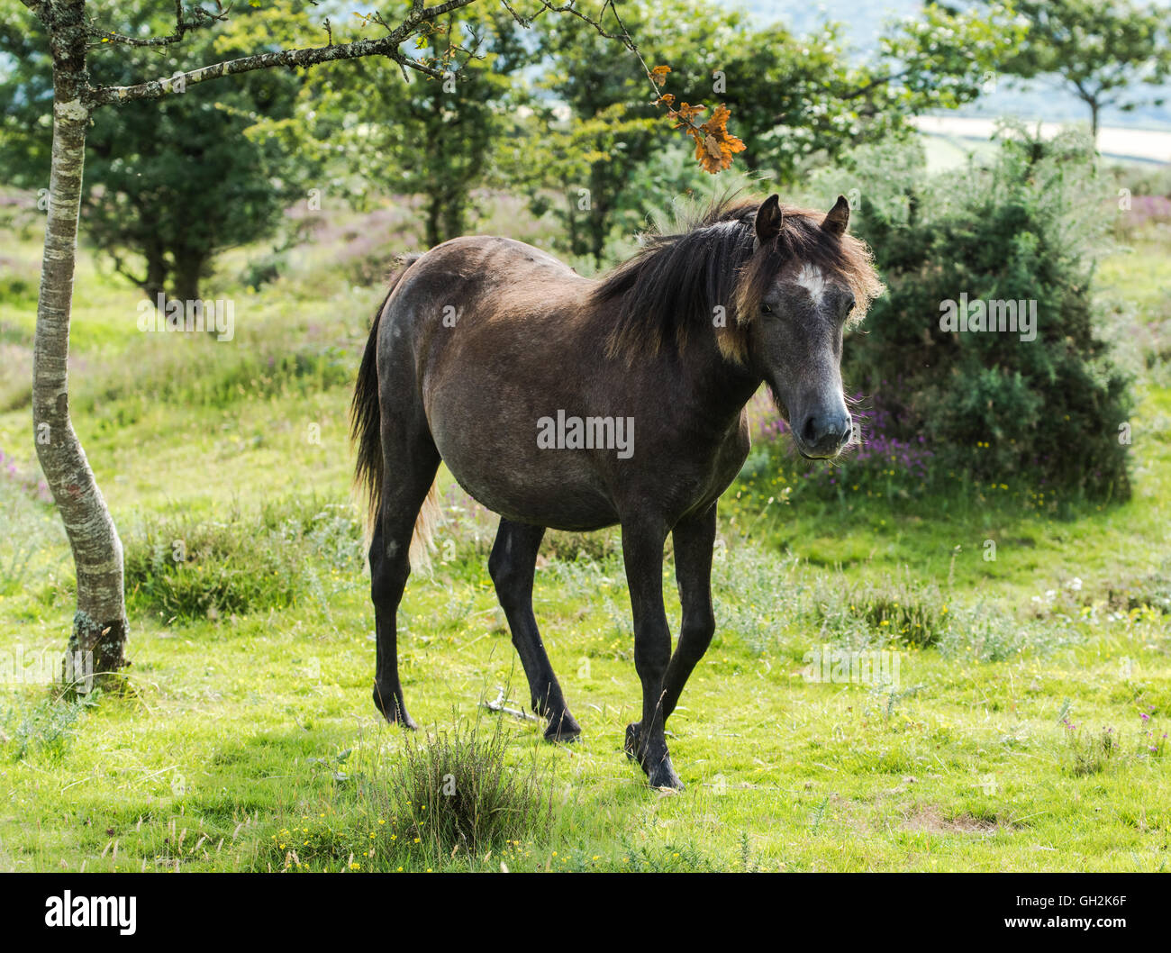 pony horse ion grass in moorland in Dartmoor, UK Stock Photo