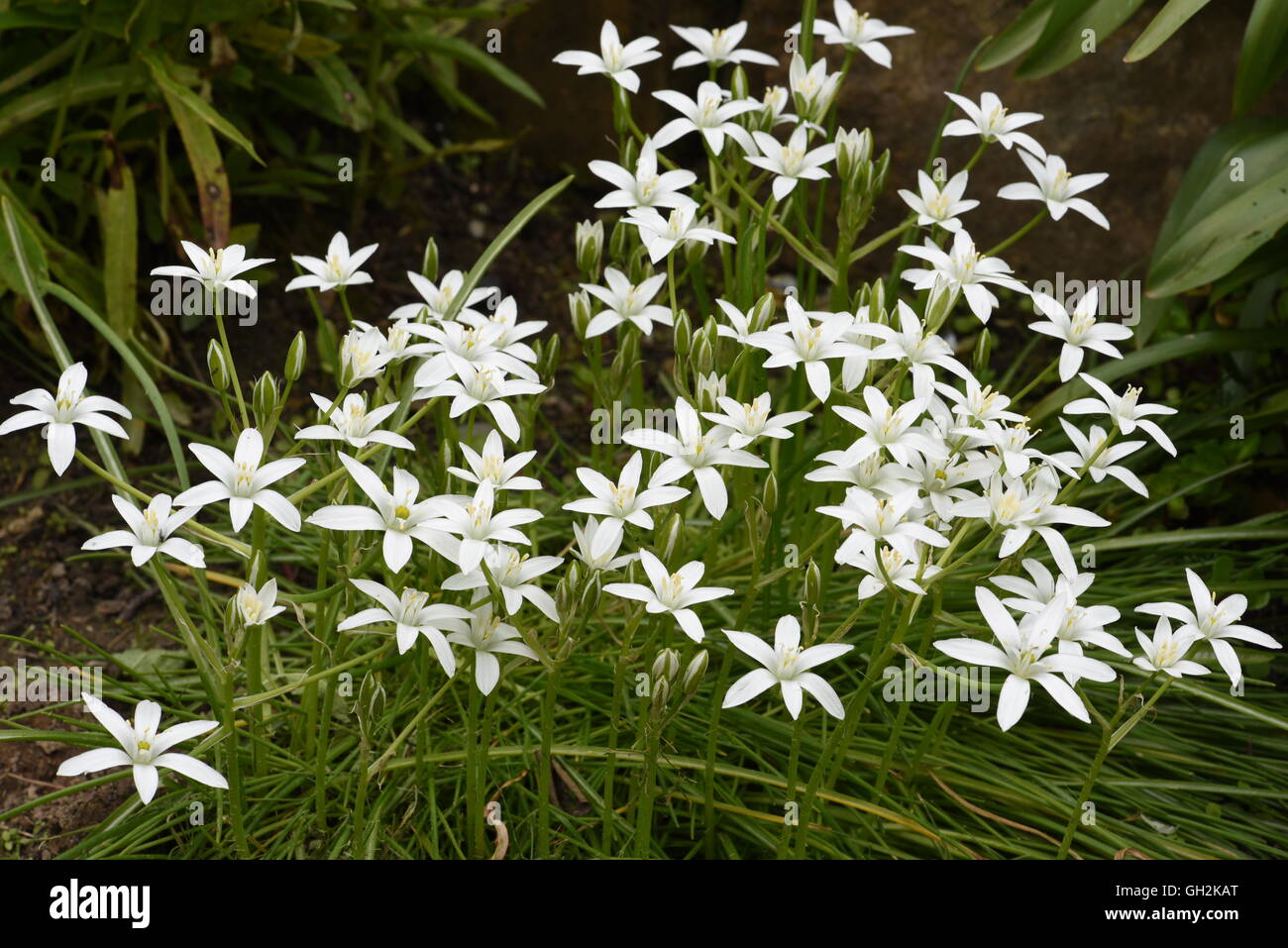 Small white flower in grass hi-res stock photography and images - Alamy