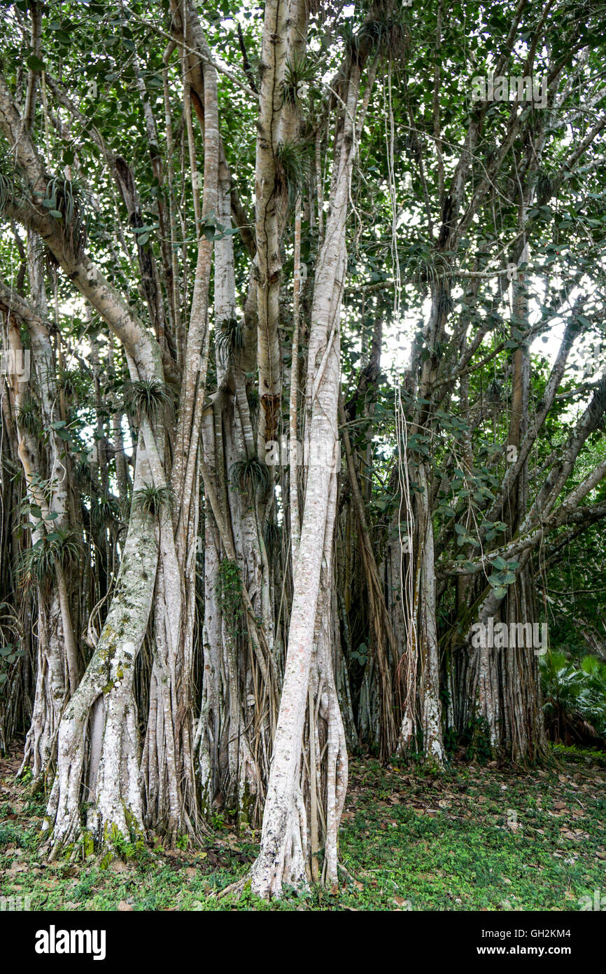 Banyan tree growes in the tropical Cuba Stock Photo Alamy