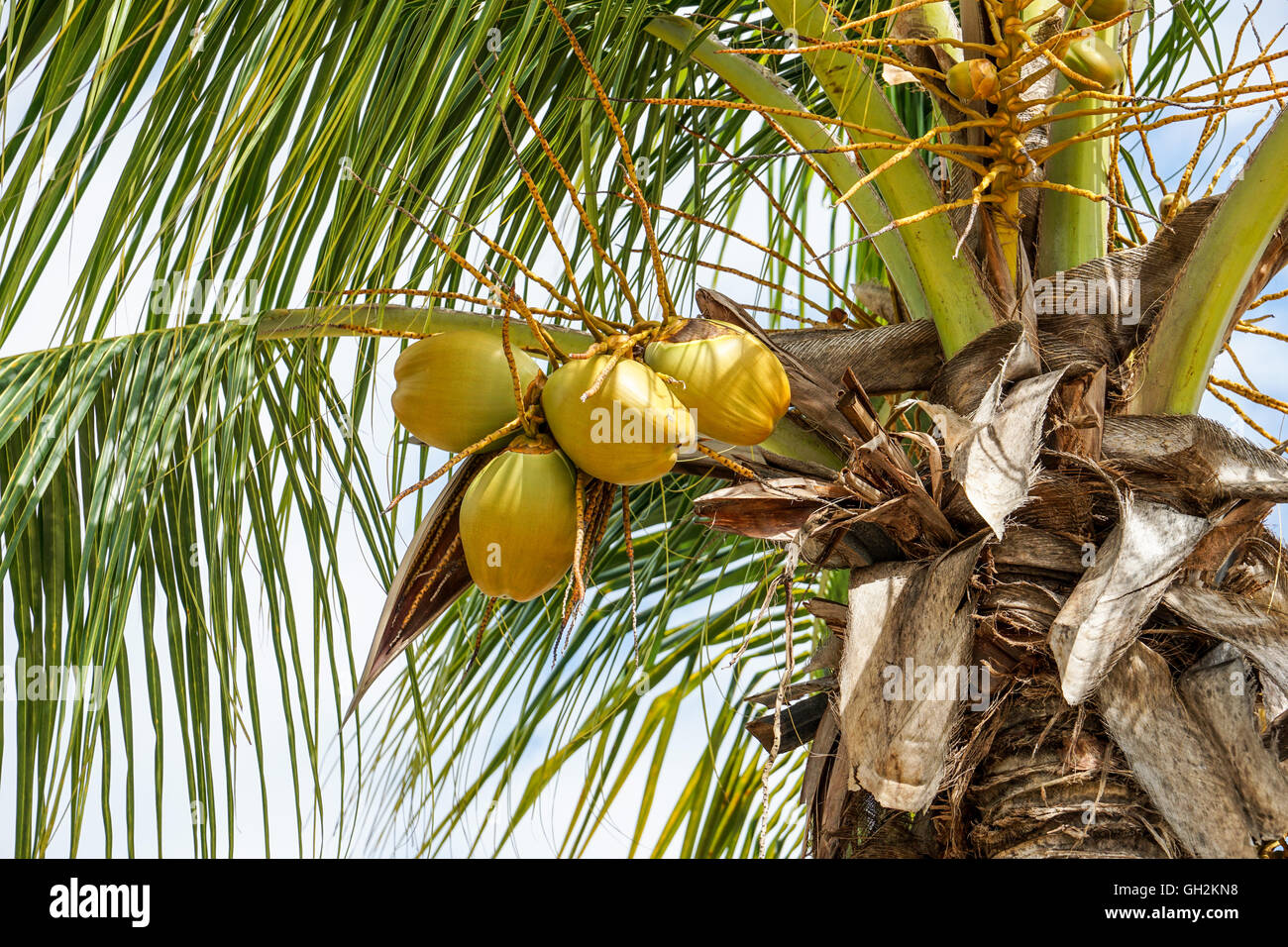 Cuba Palms Turquoise main image 1