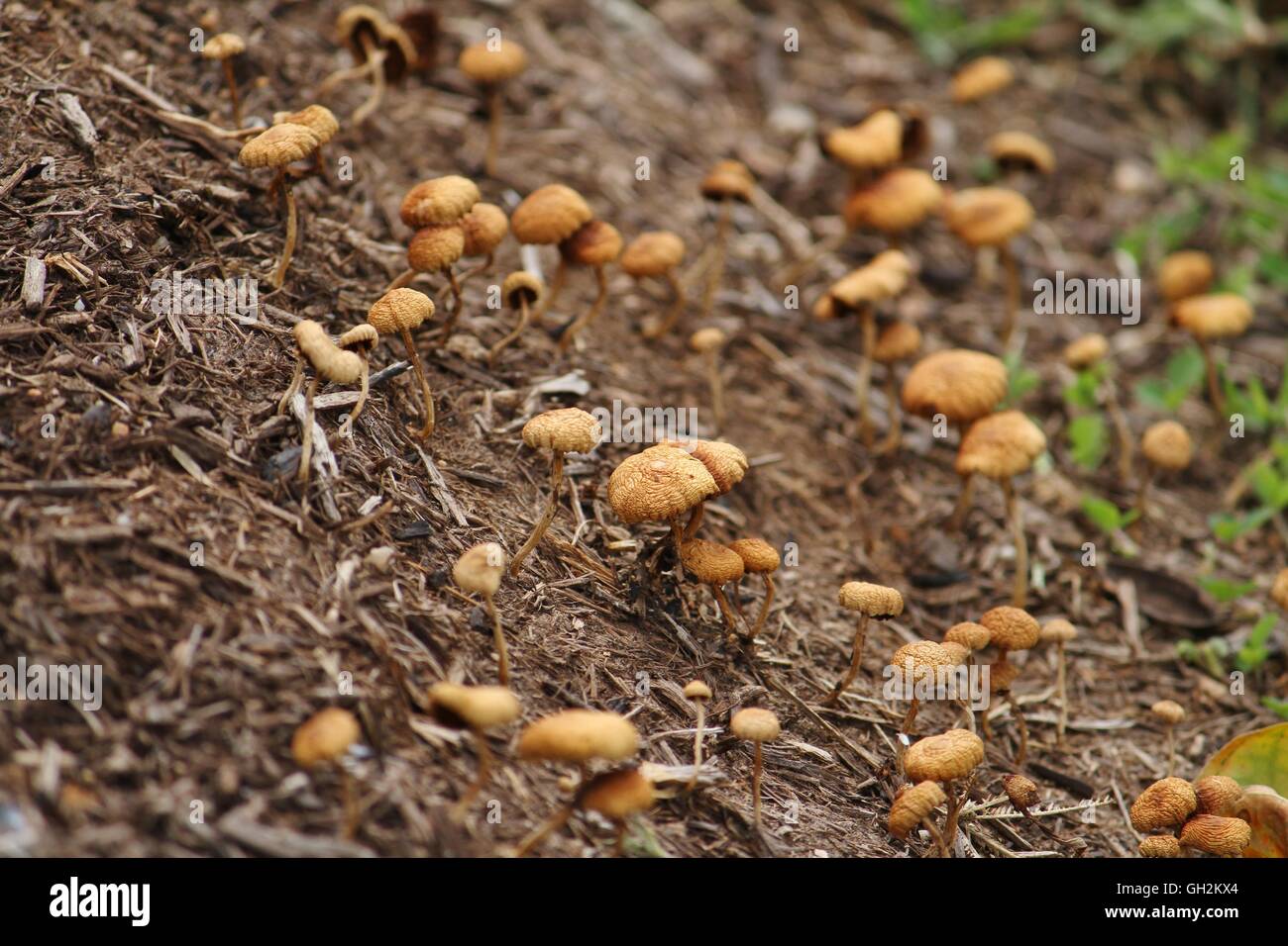 Wild mushrooms Stock Photo