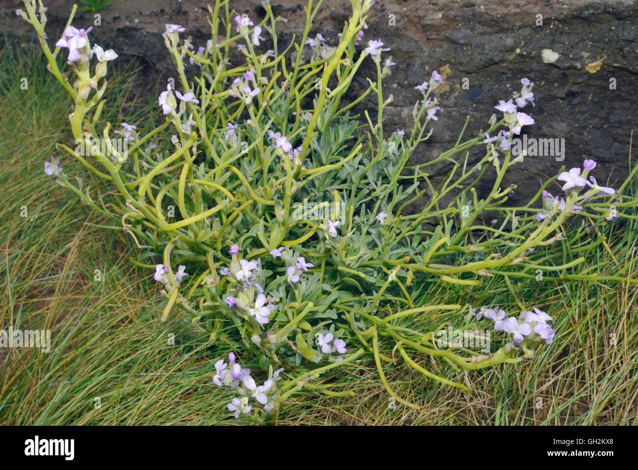 Sea Rocket Cakile maritima Coastal member of Cabbage family Stock