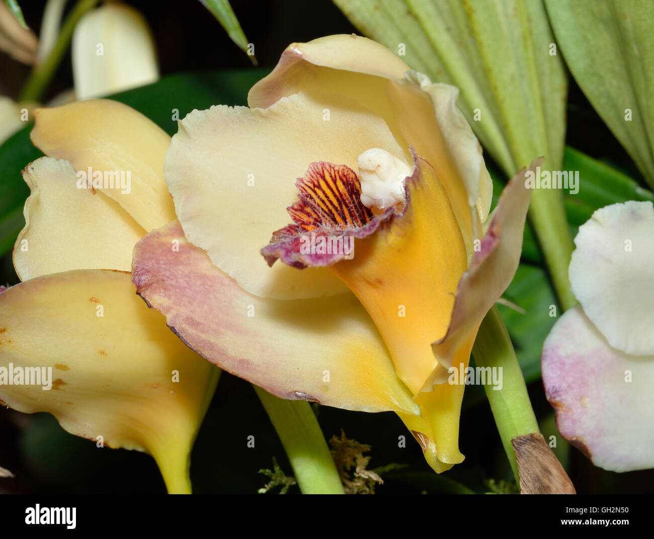 Harrison's Bifrenaria Orchid - Bifrenaria harrisoniae From coastal Brazilian Stock Photo